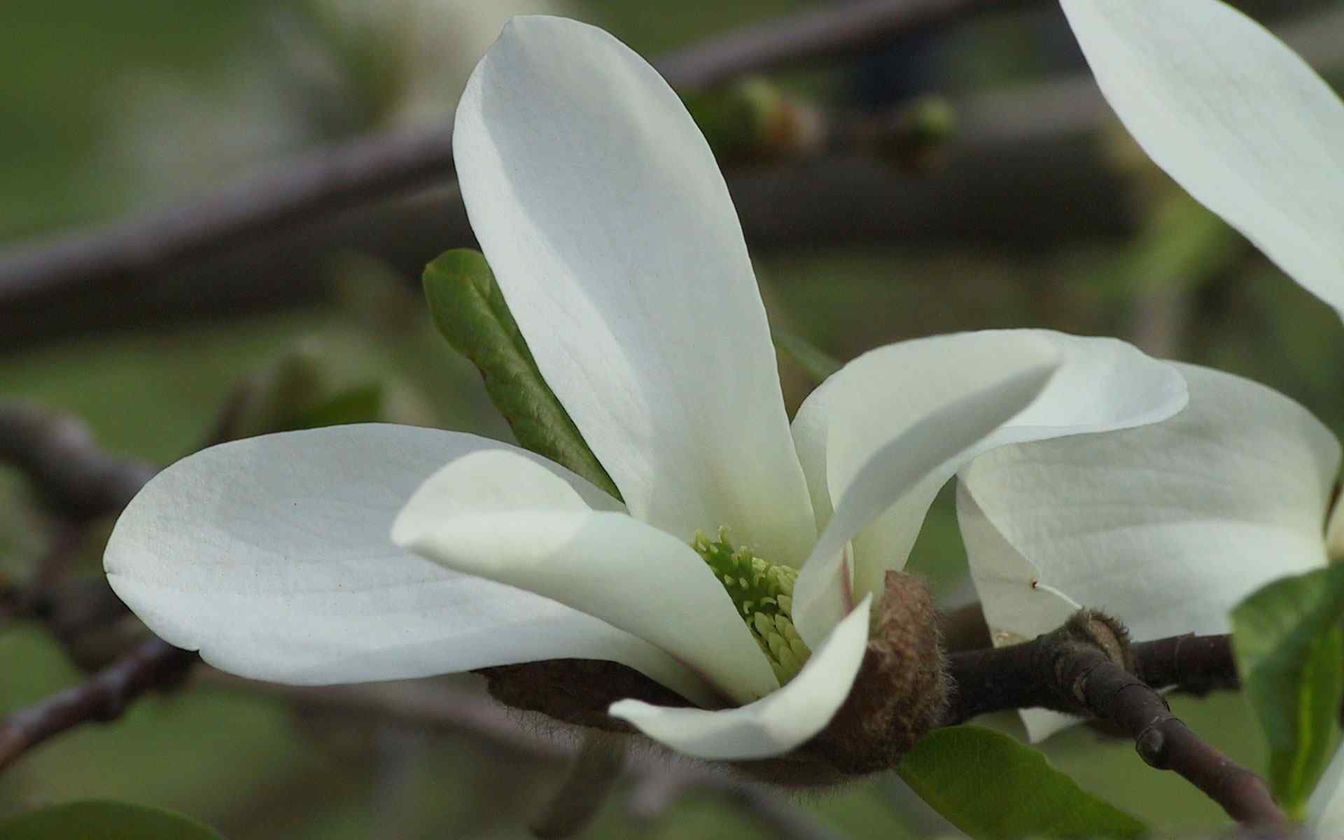 绽放白花摄影壁纸