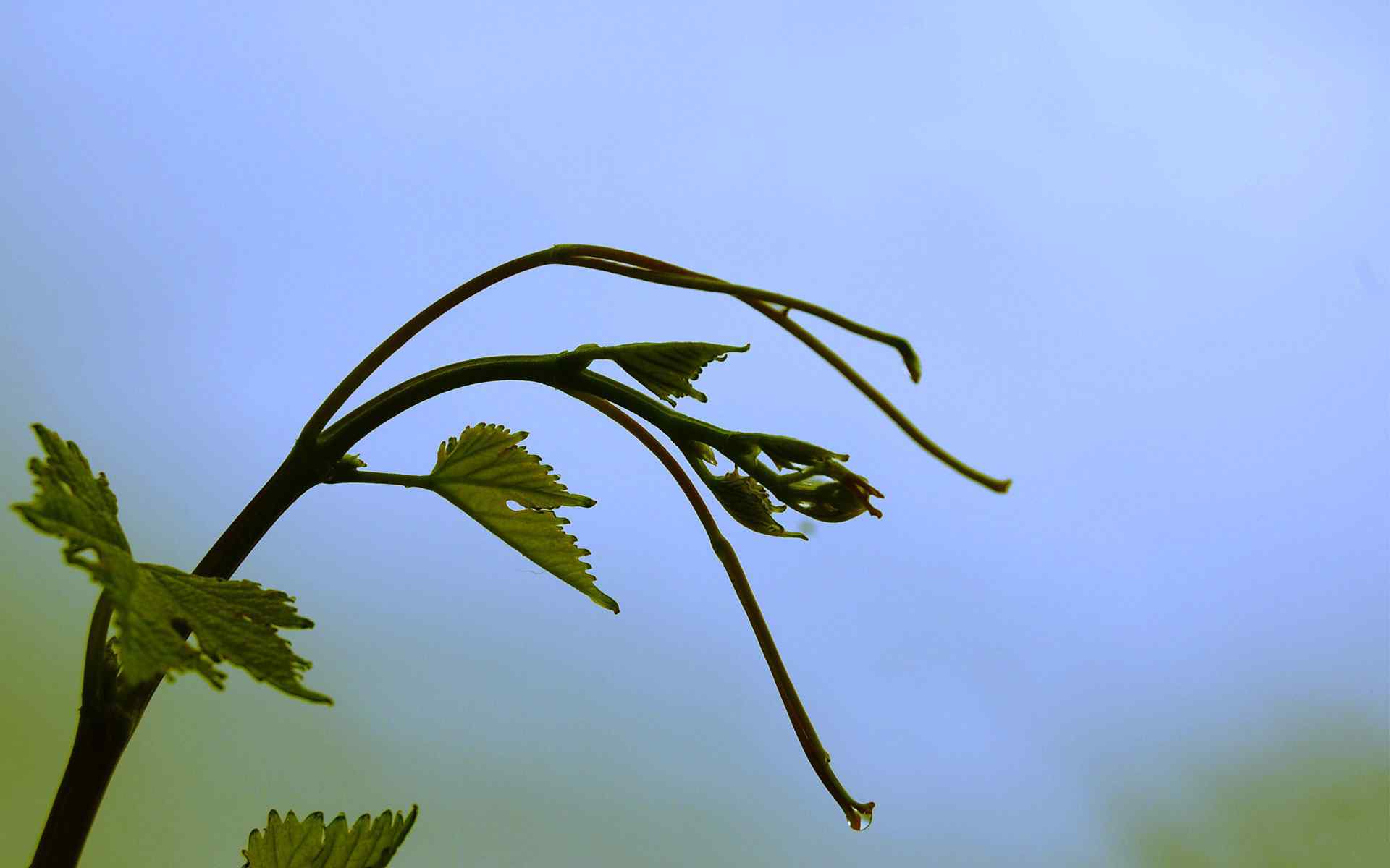 绿芽枝叶摄影壁纸