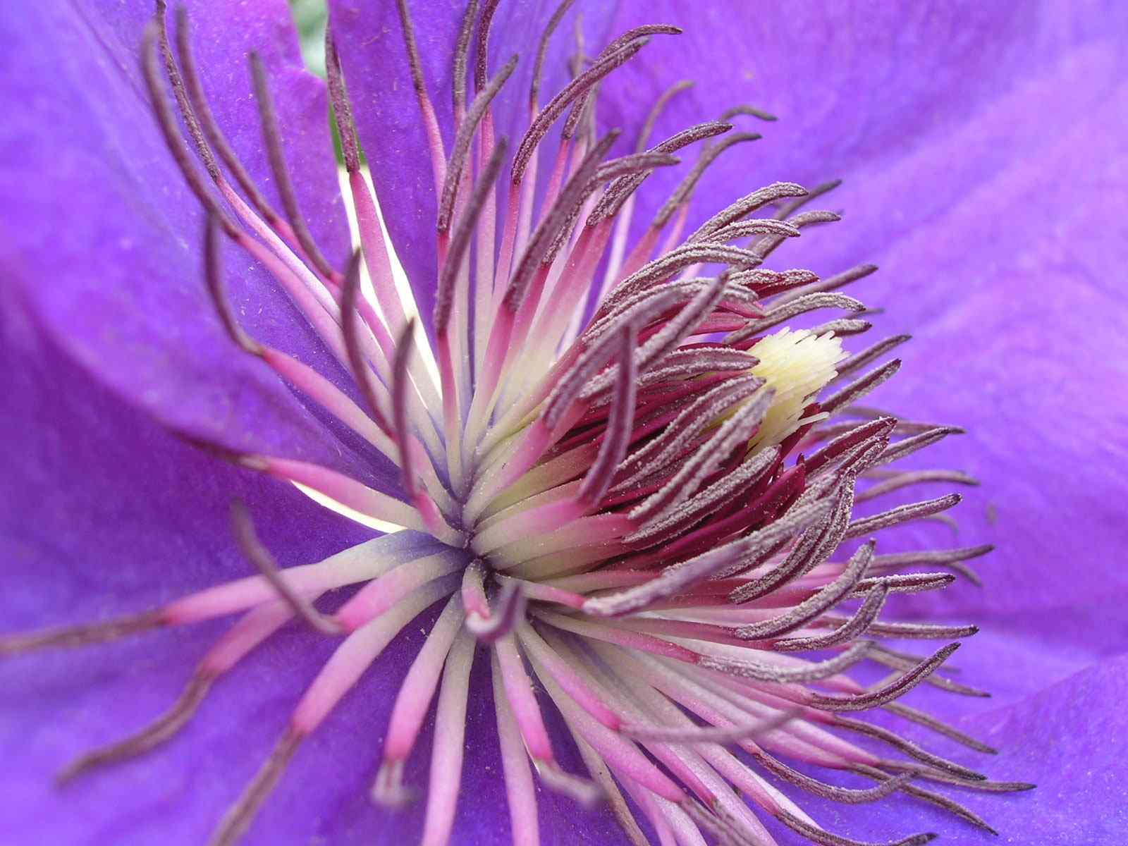 精美花卉特写壁纸