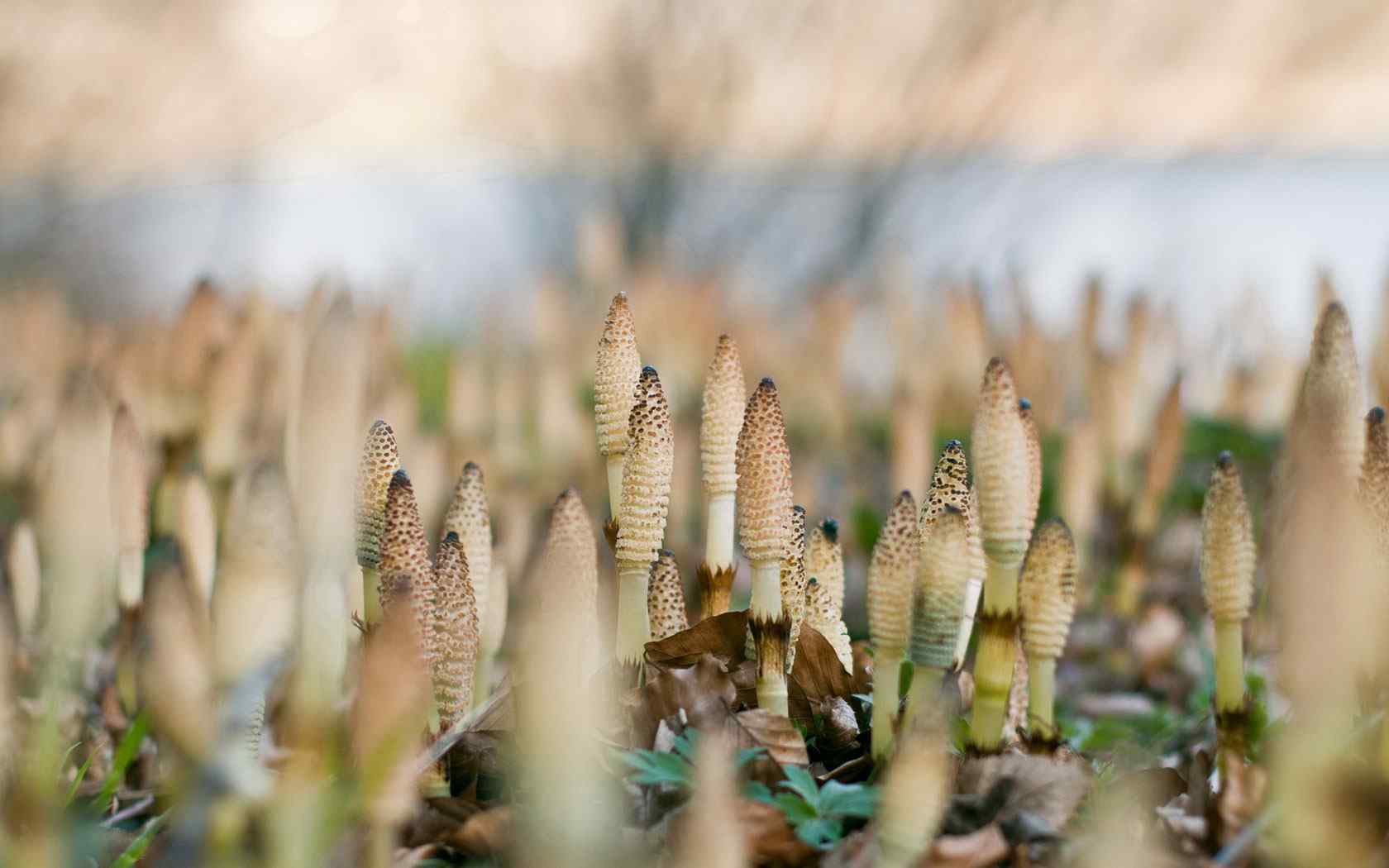 精美草植摄影壁纸