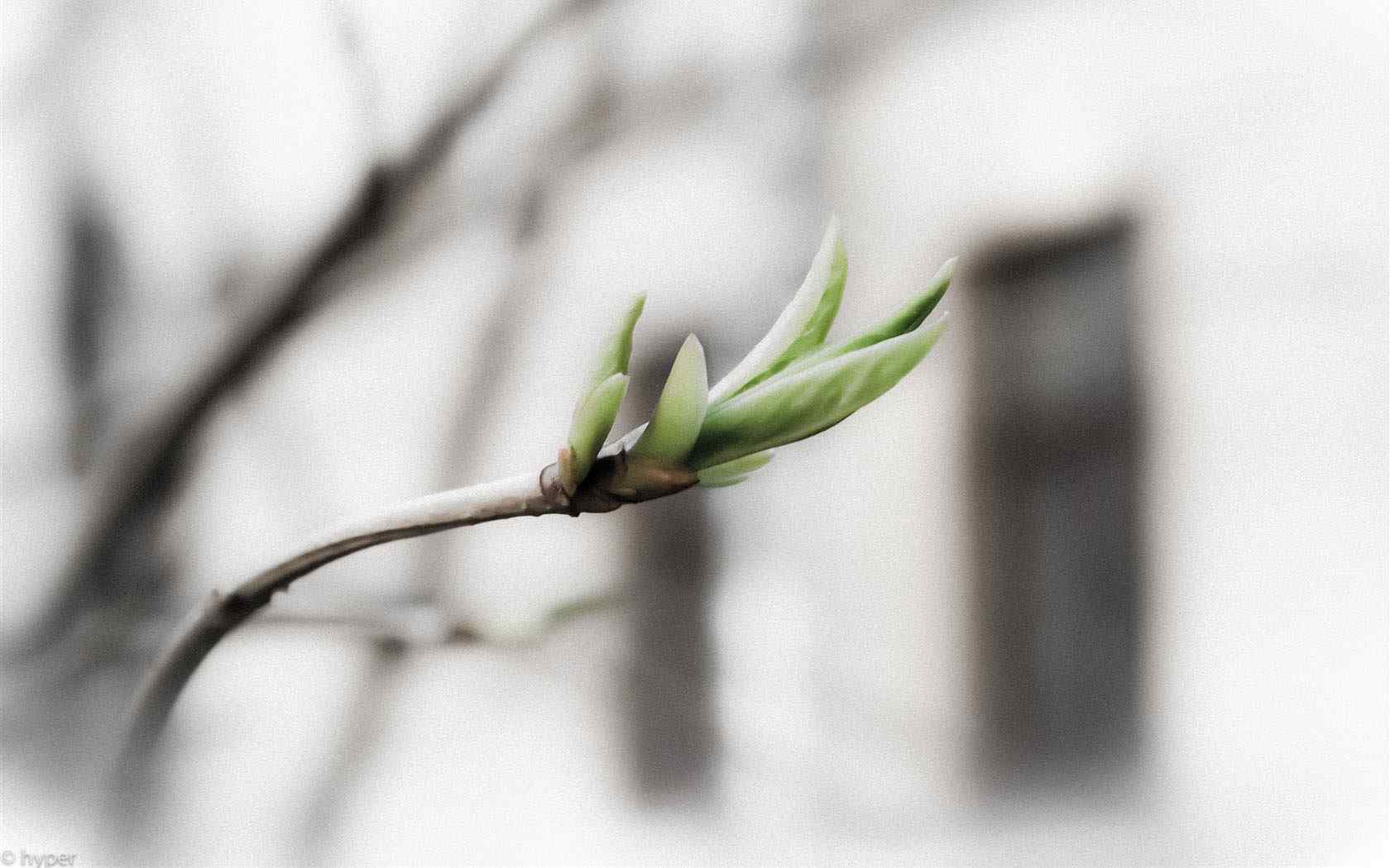 枝叶嫩芽摄影壁纸