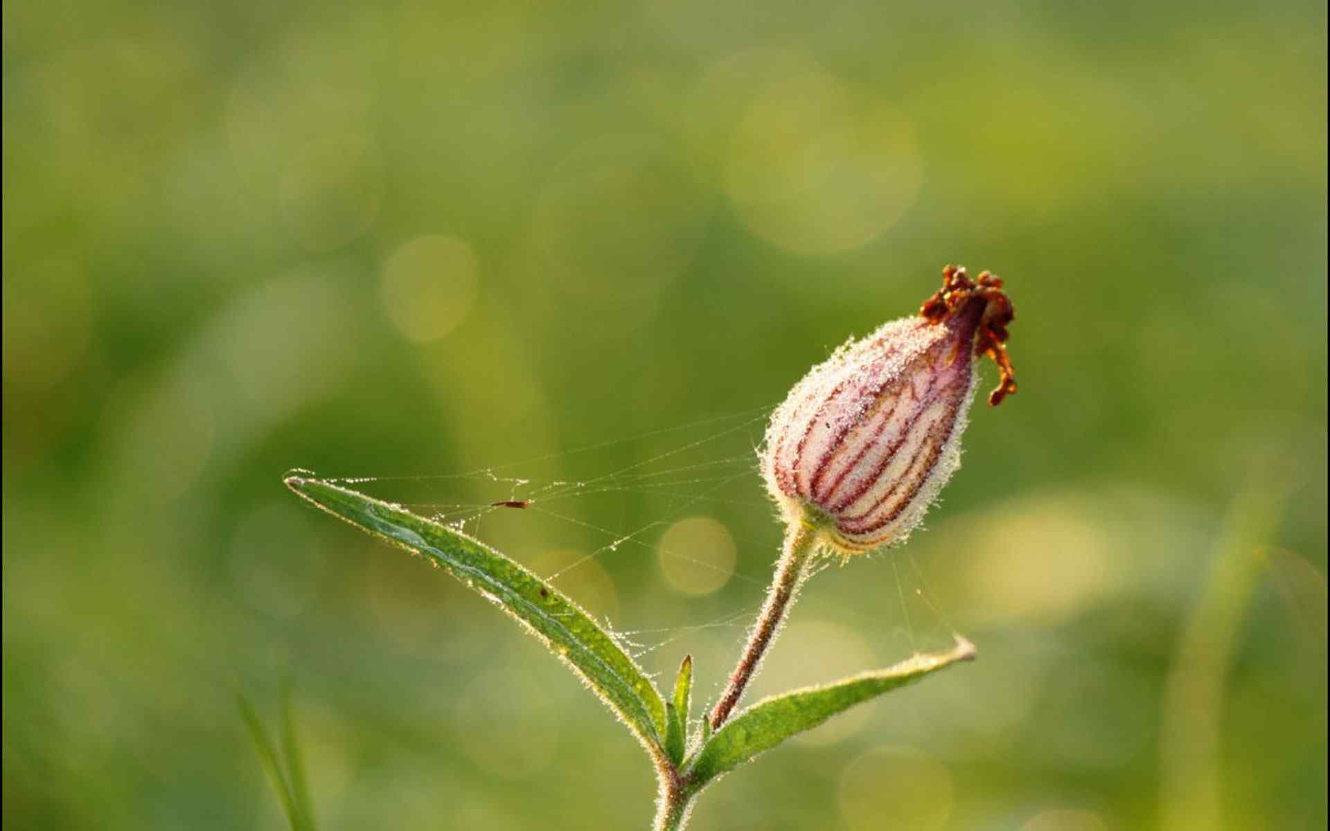 含苞花蕾摄影壁纸