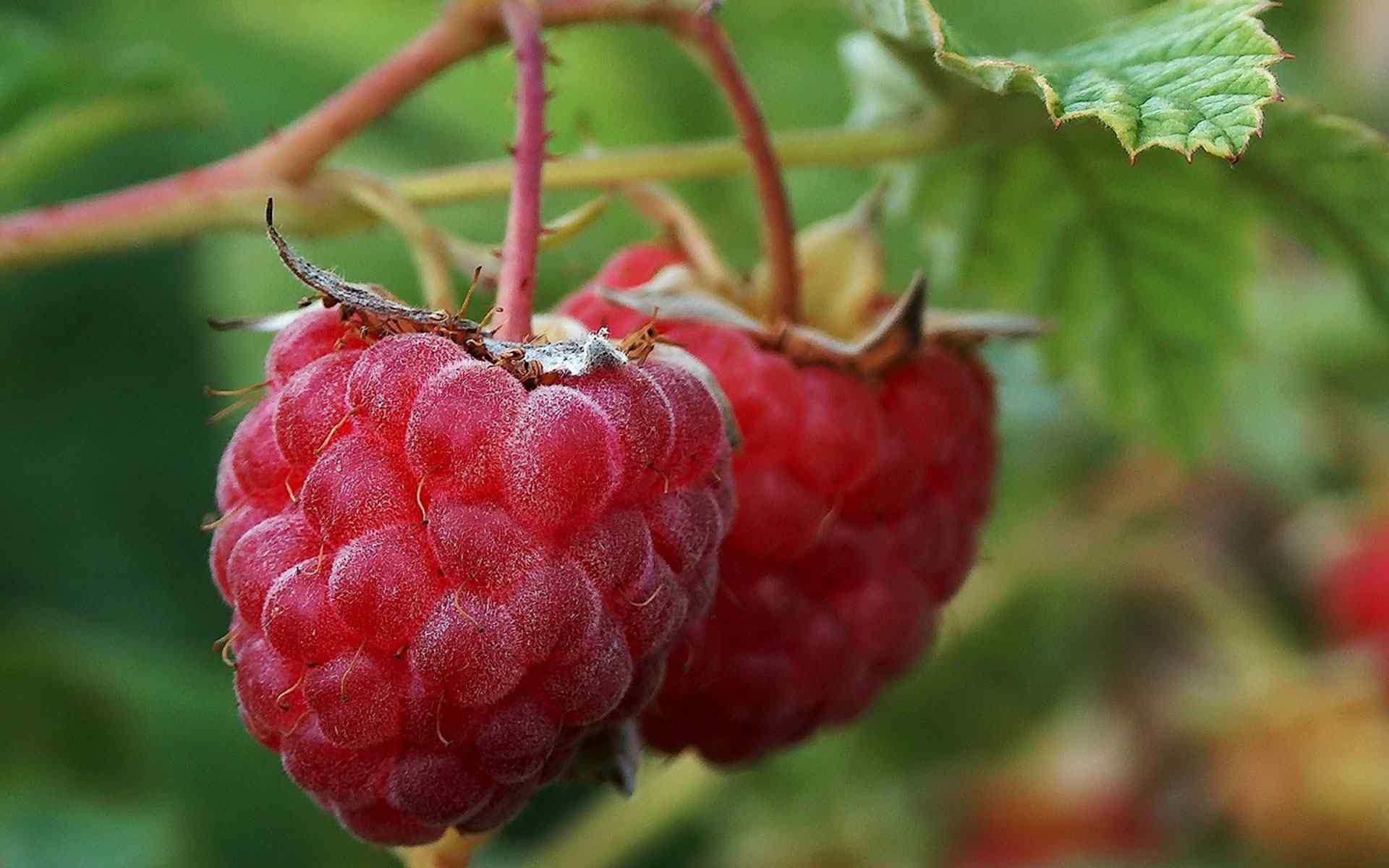 覆盆子特写壁纸