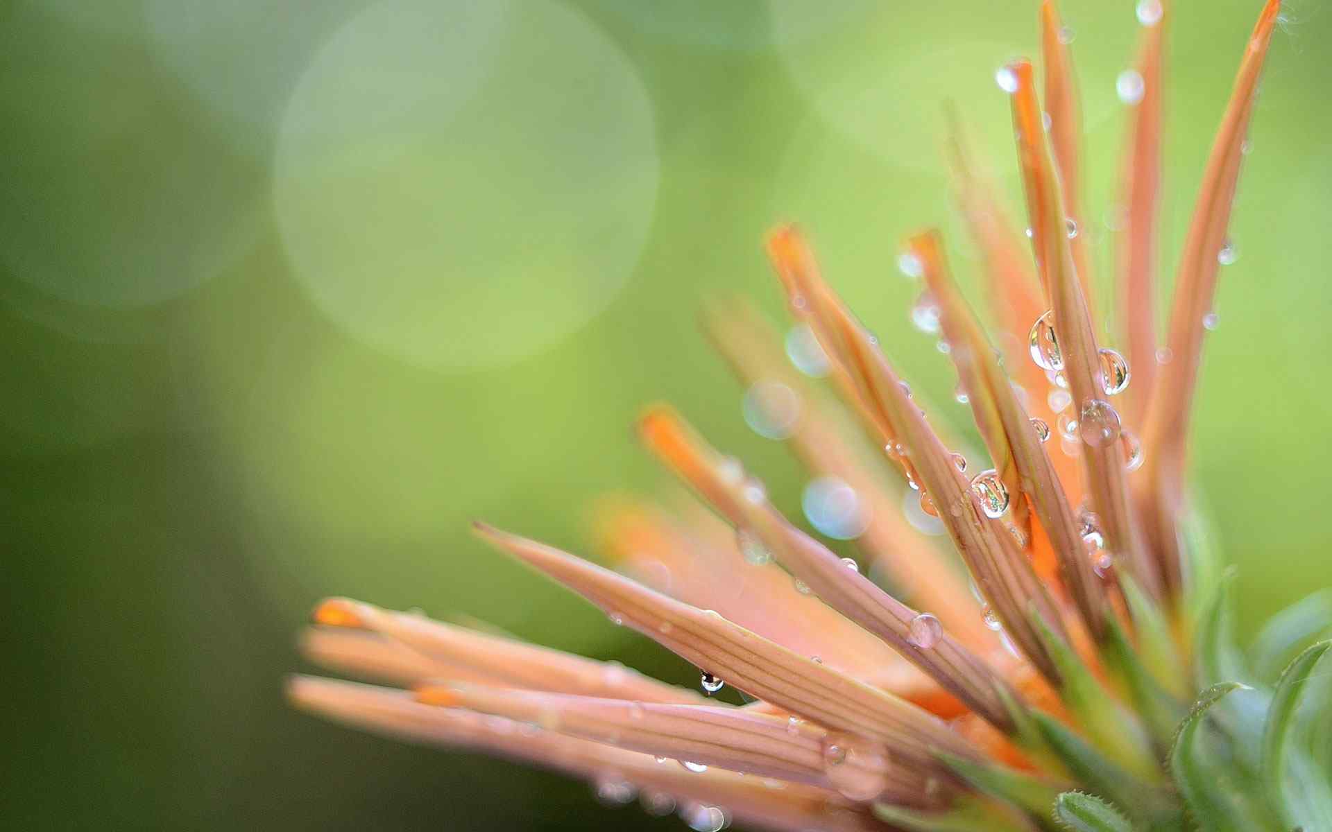 精美水珠花卉壁纸