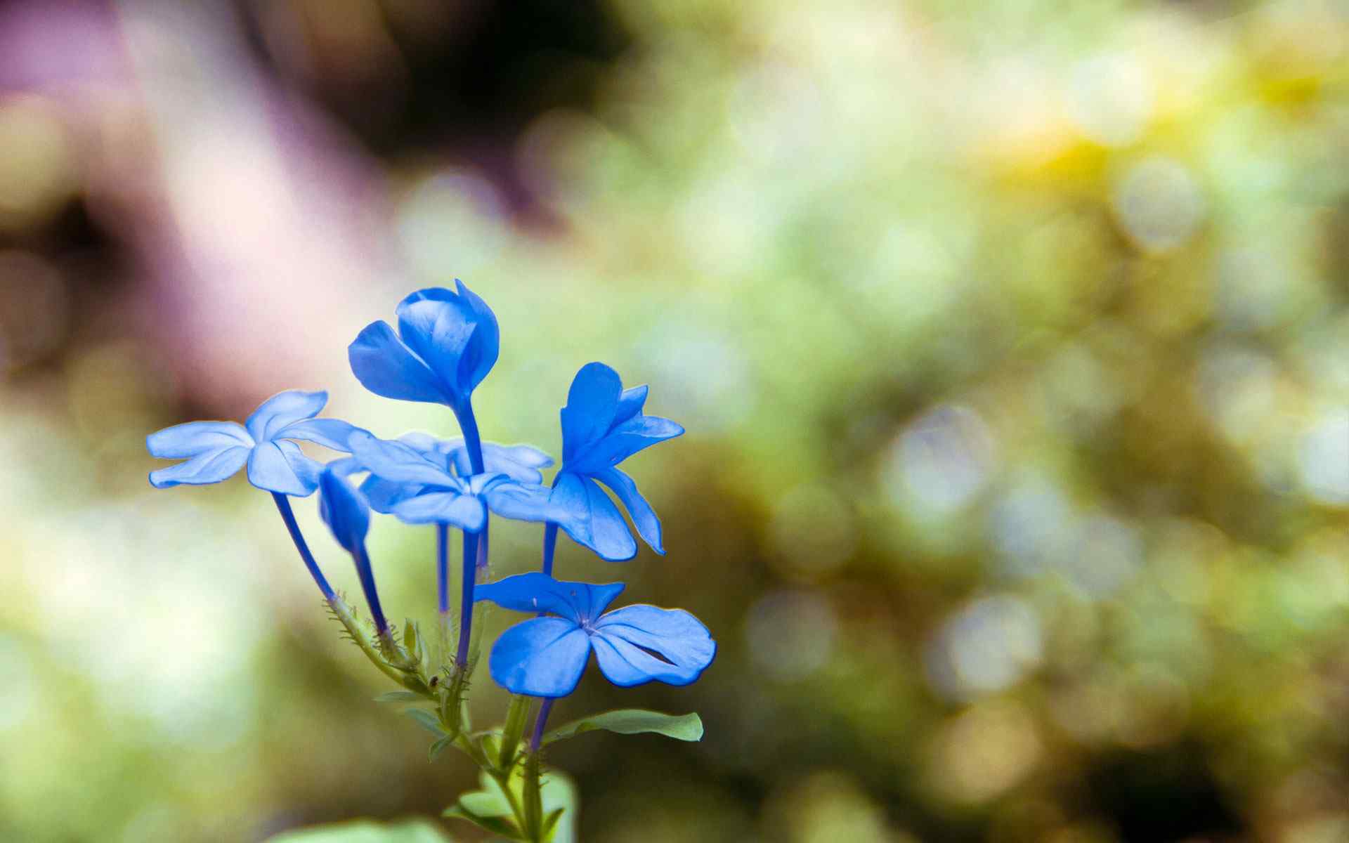 高清兰花摄影壁纸