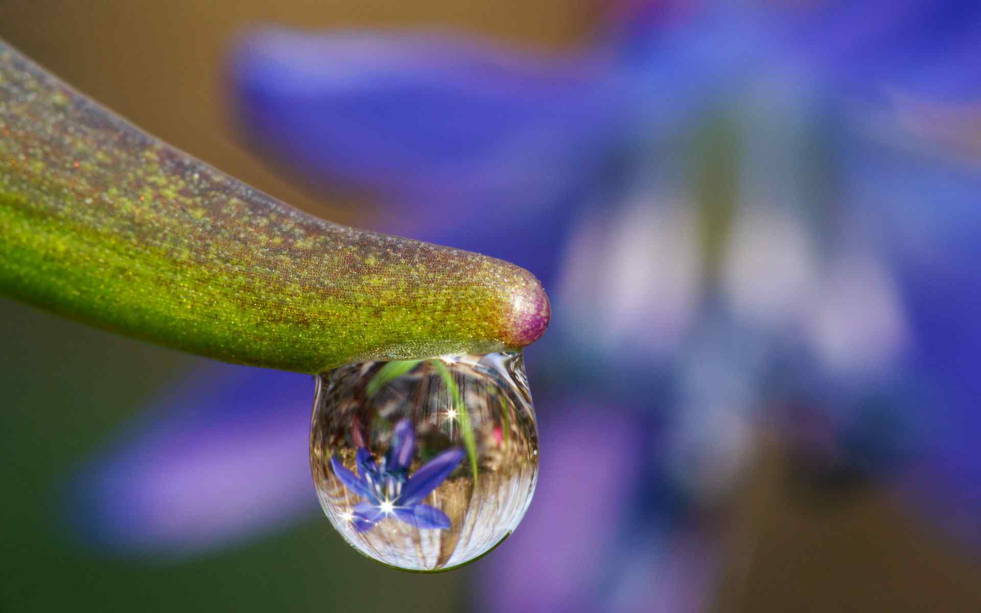 晶亮水珠特写壁纸