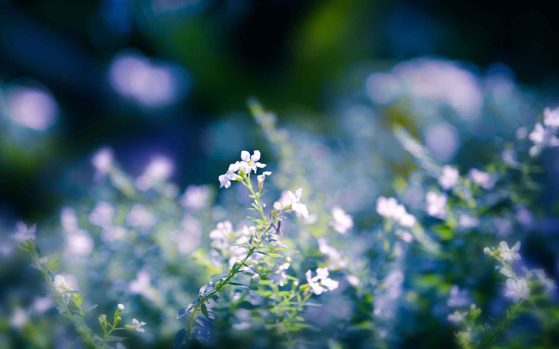 精美小花摄影壁纸