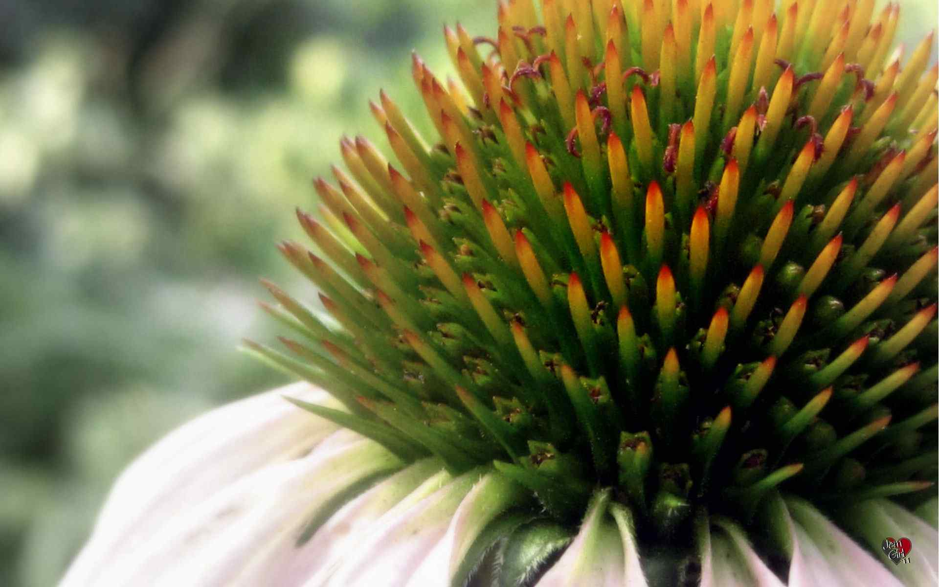 精美花蕊摄影壁纸