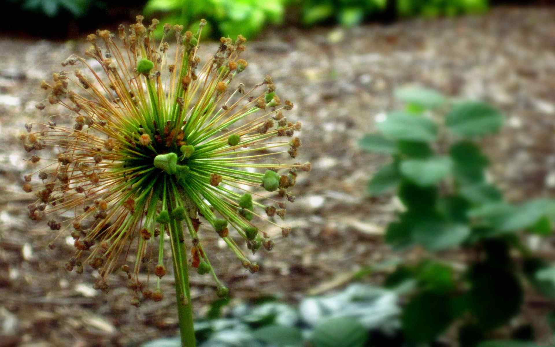 韭菜花摄影壁纸