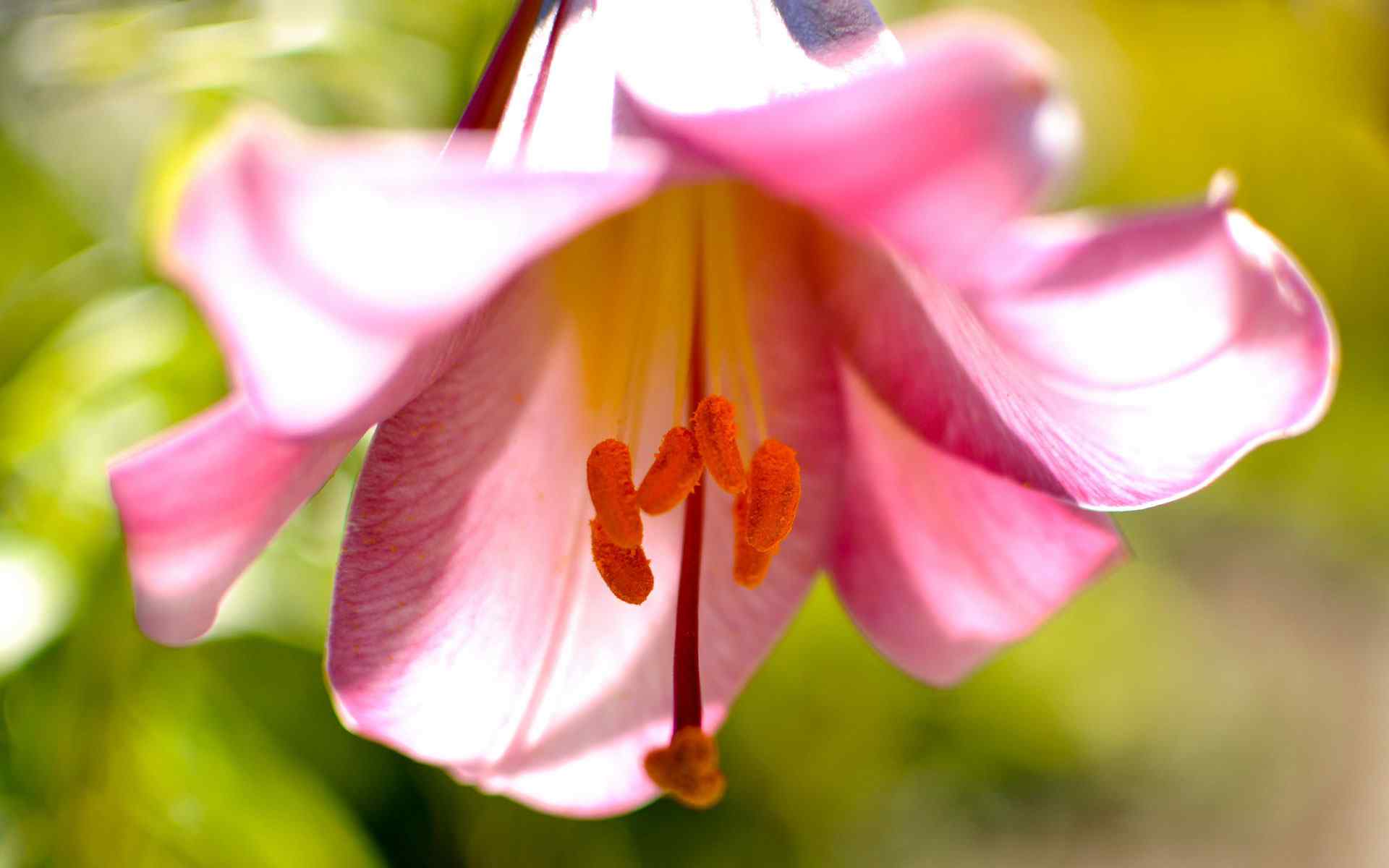 高清红花摄影包装