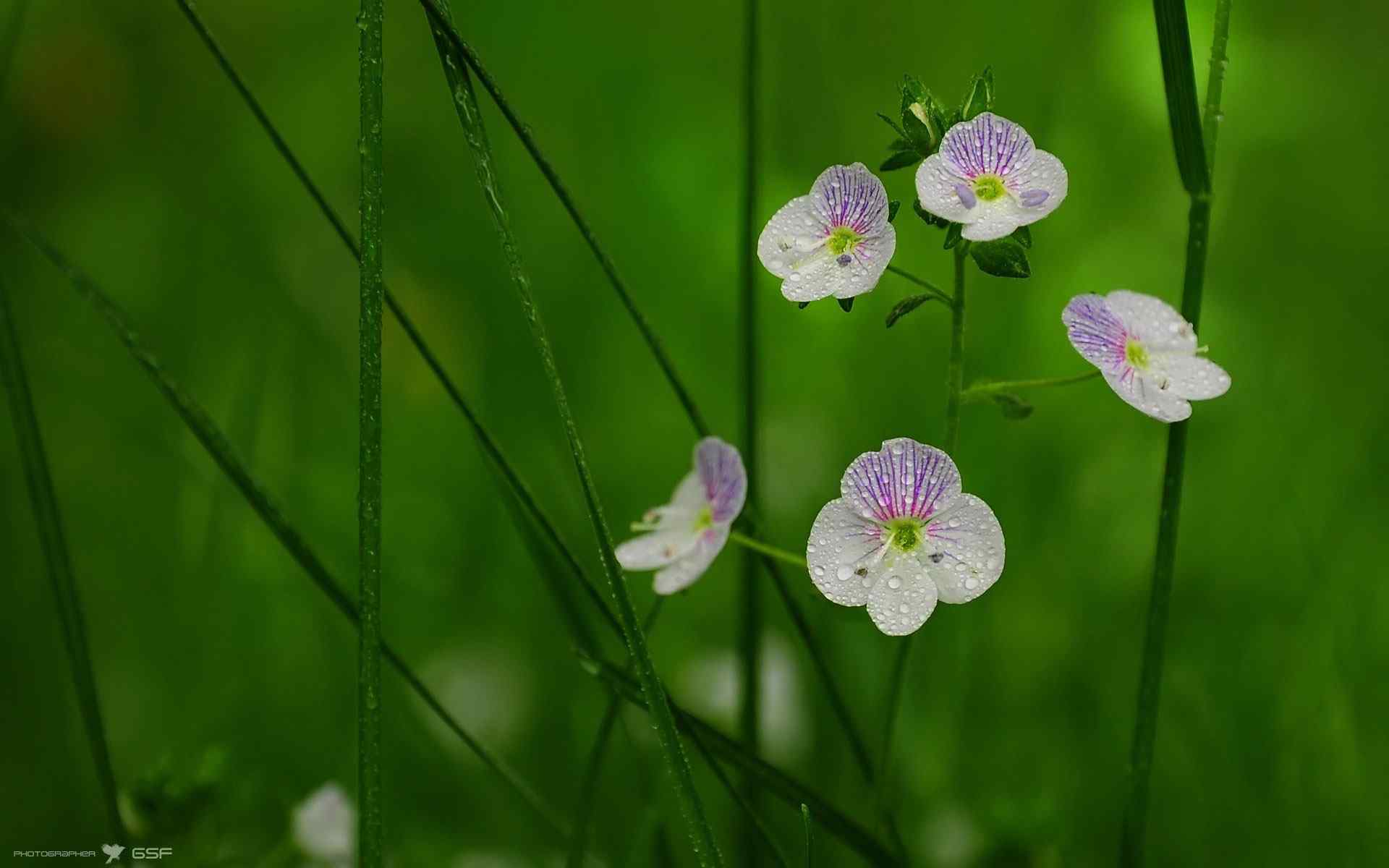 精美小兰花摄影壁纸