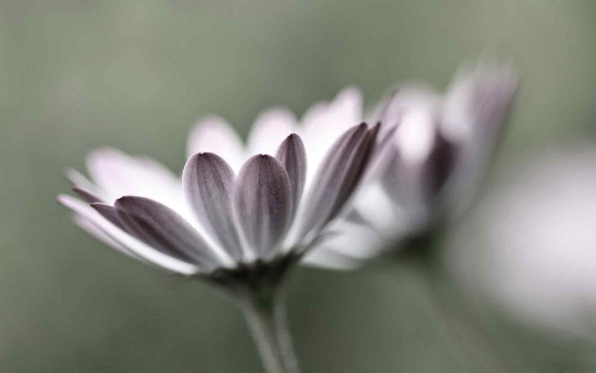 朦胧向阳花摄影壁纸