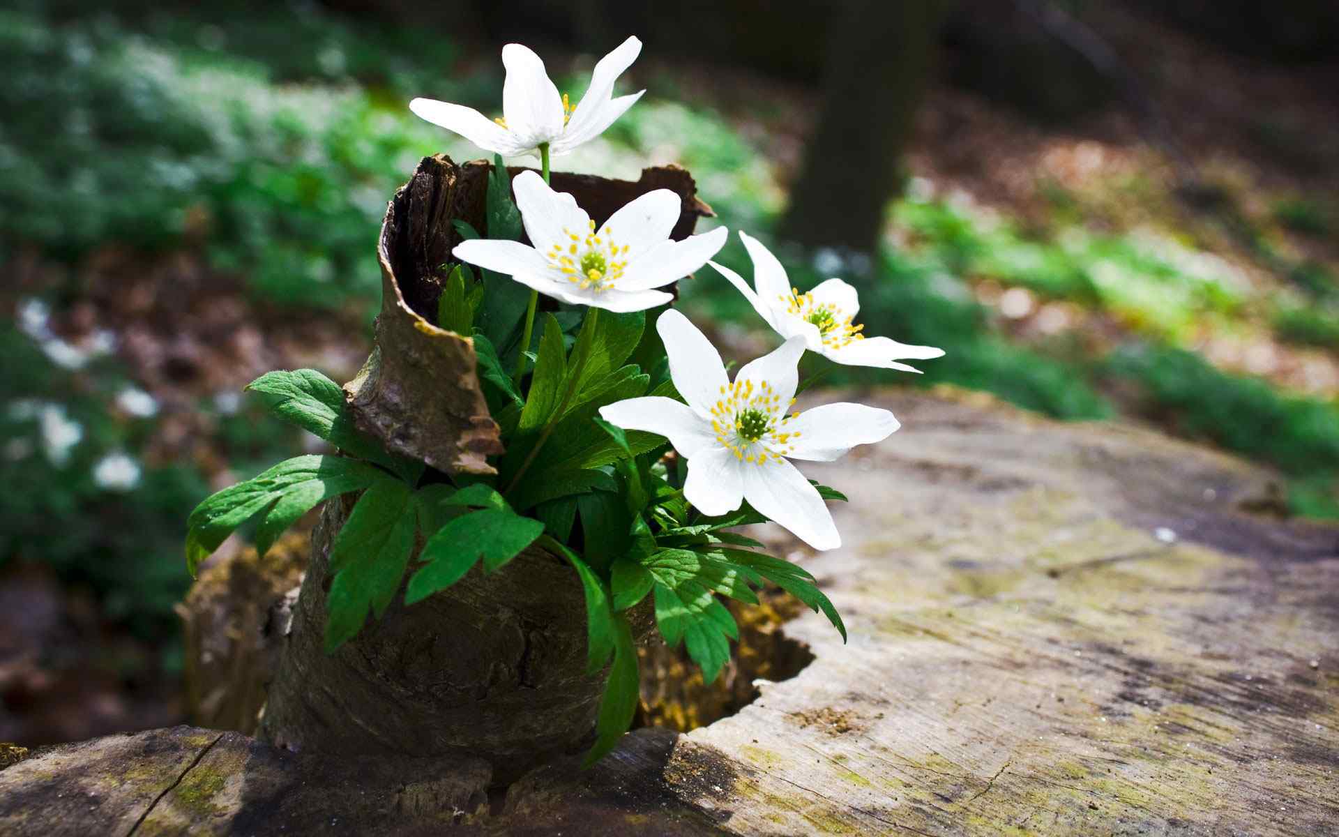 树桩艳丽白花摄影壁纸