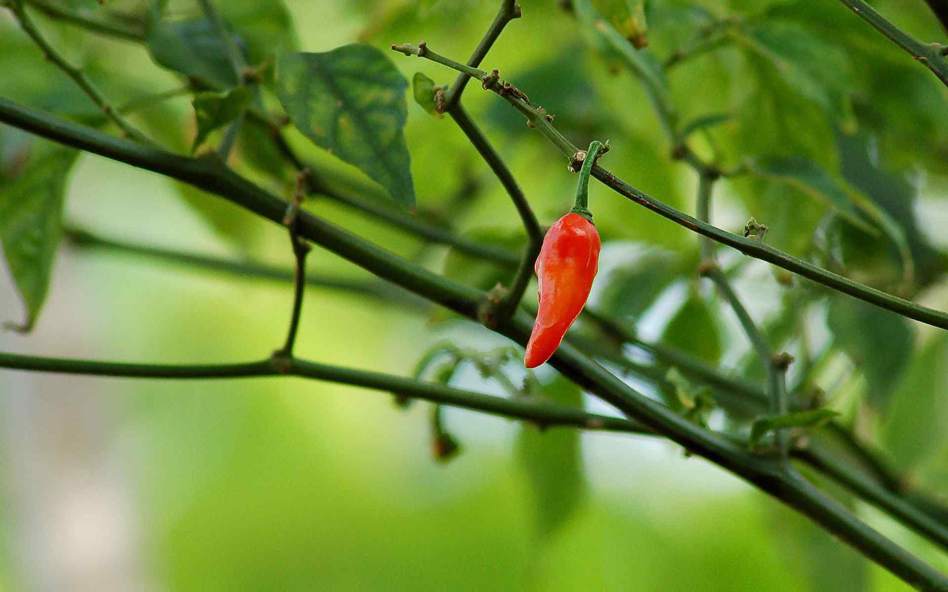 高清红辣椒特写壁纸