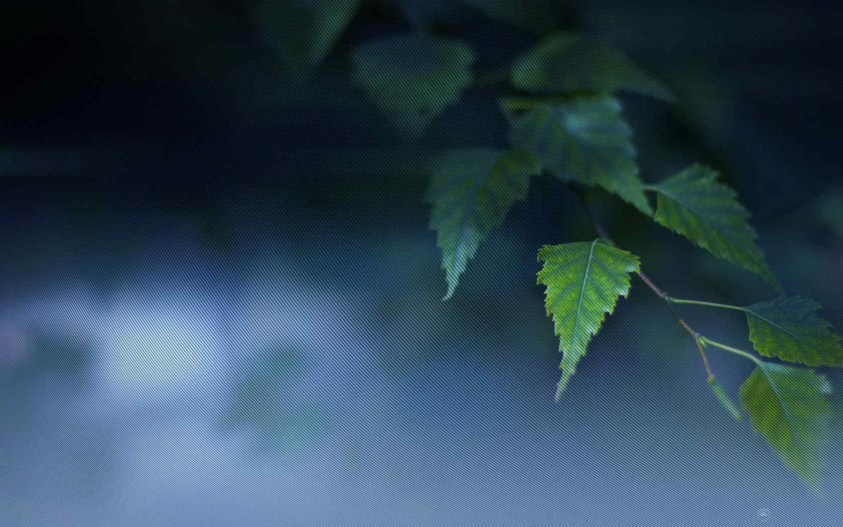 养眼枝叶摄影壁纸