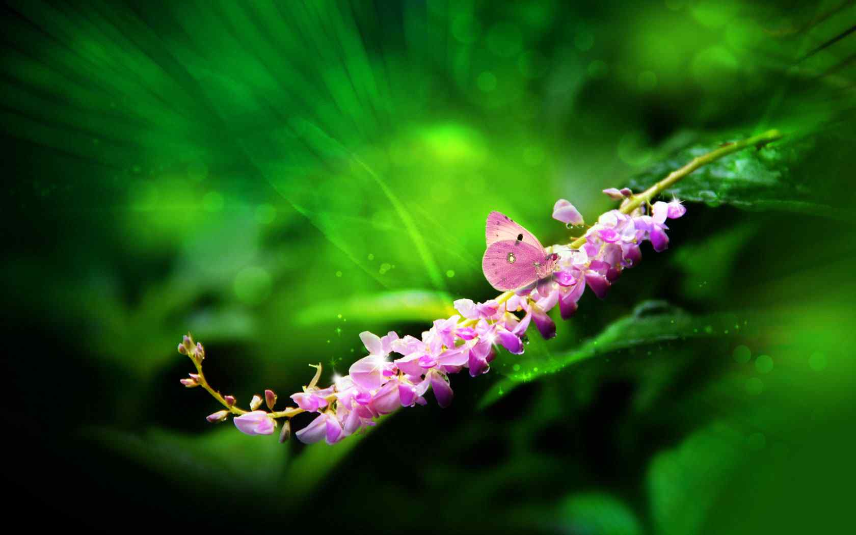 精美蝶恋花摄影壁纸