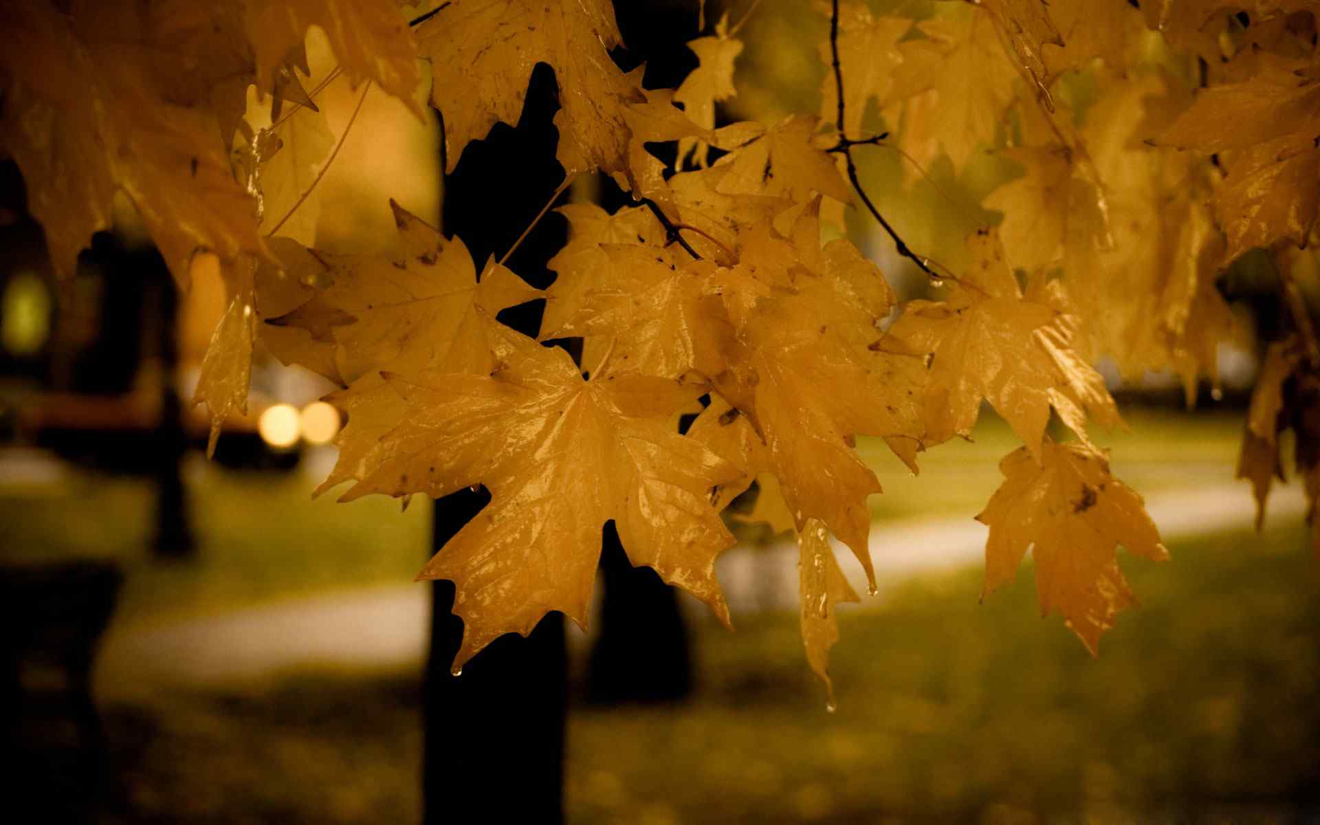 水珠枝叶摄影壁纸