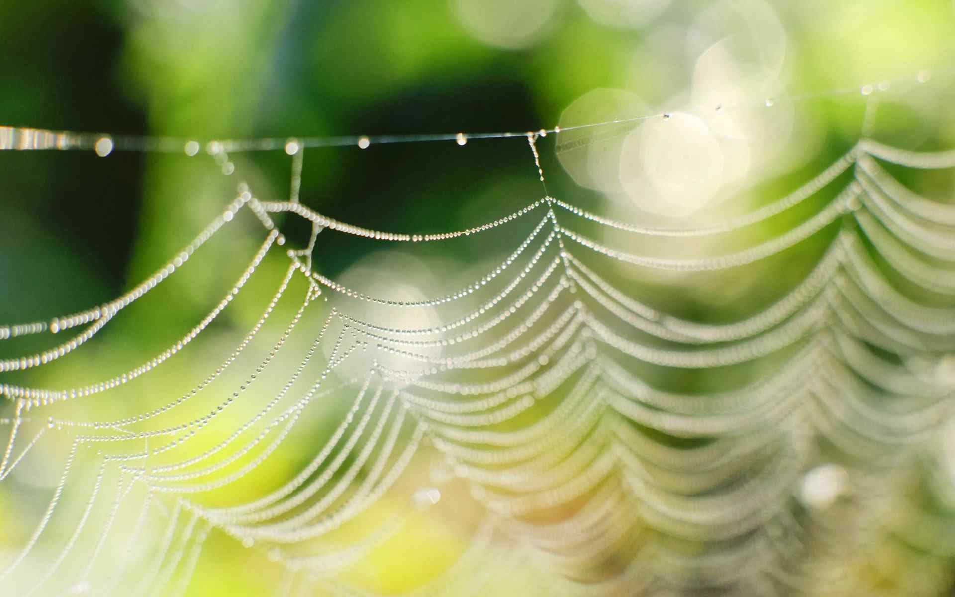 水珠蛛网摄影壁纸