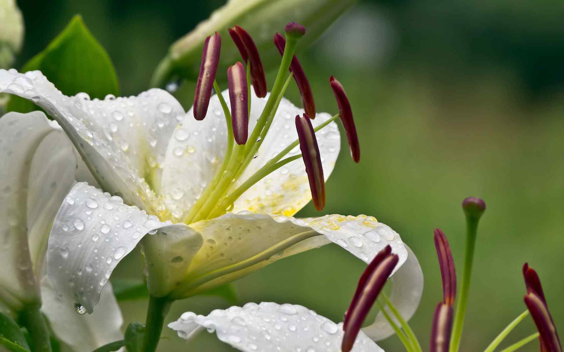 精美白花摄影壁纸