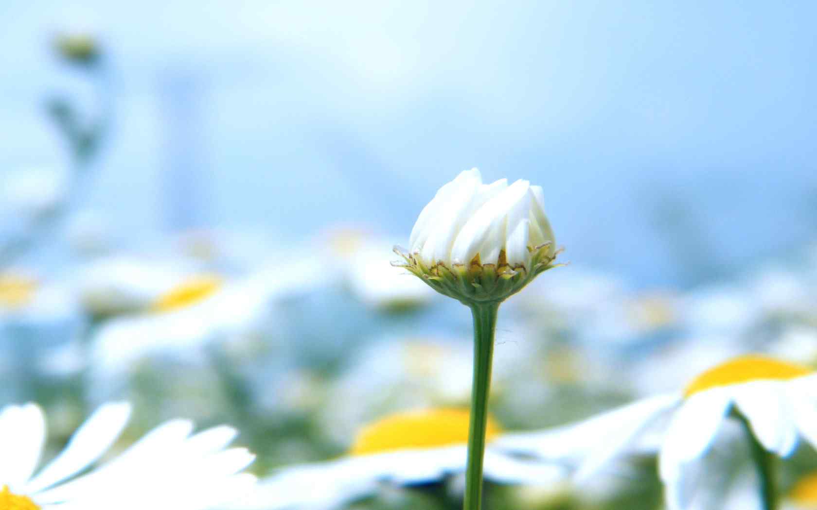 养眼花卉摄影壁纸