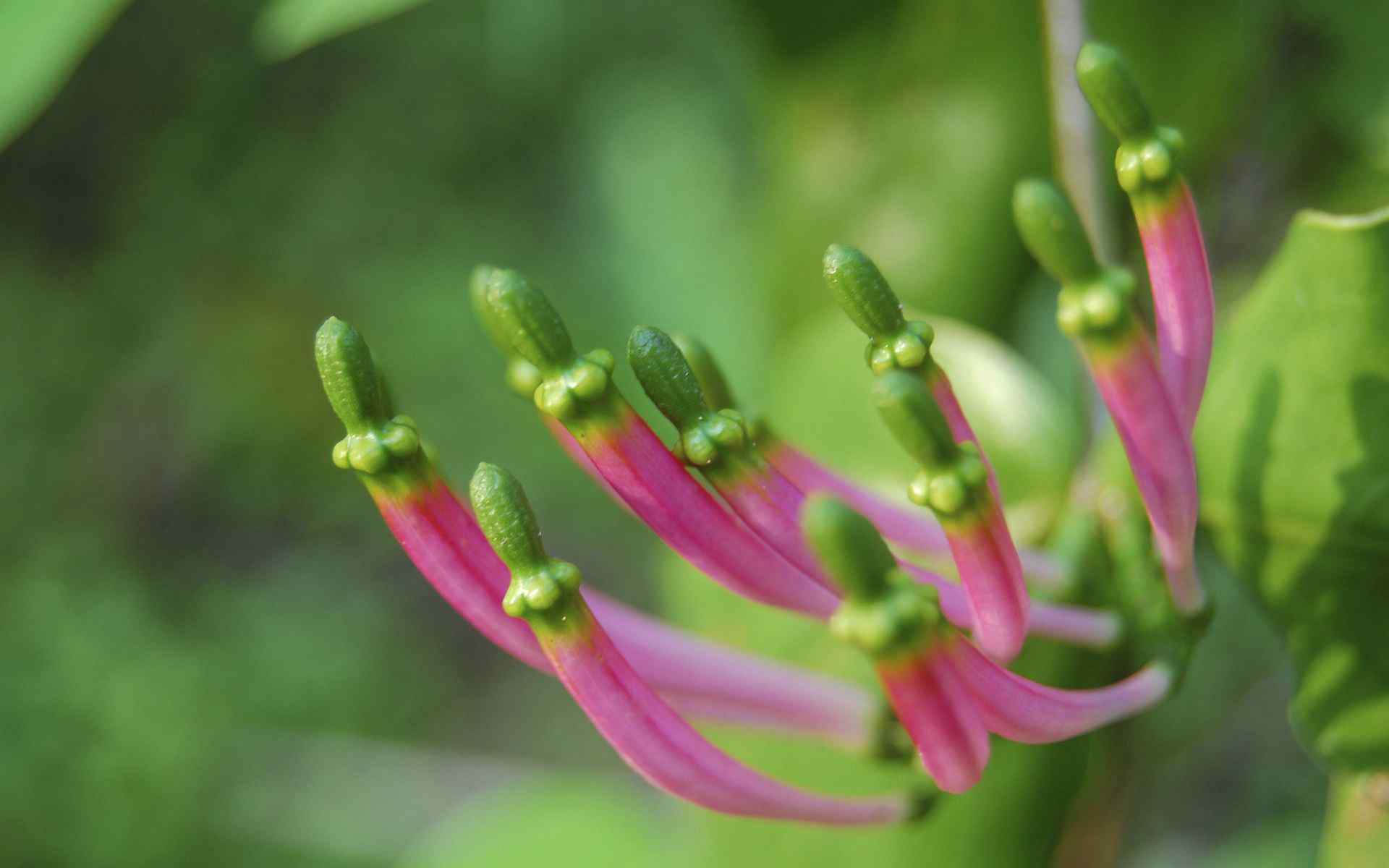 精美花卉摄影壁纸