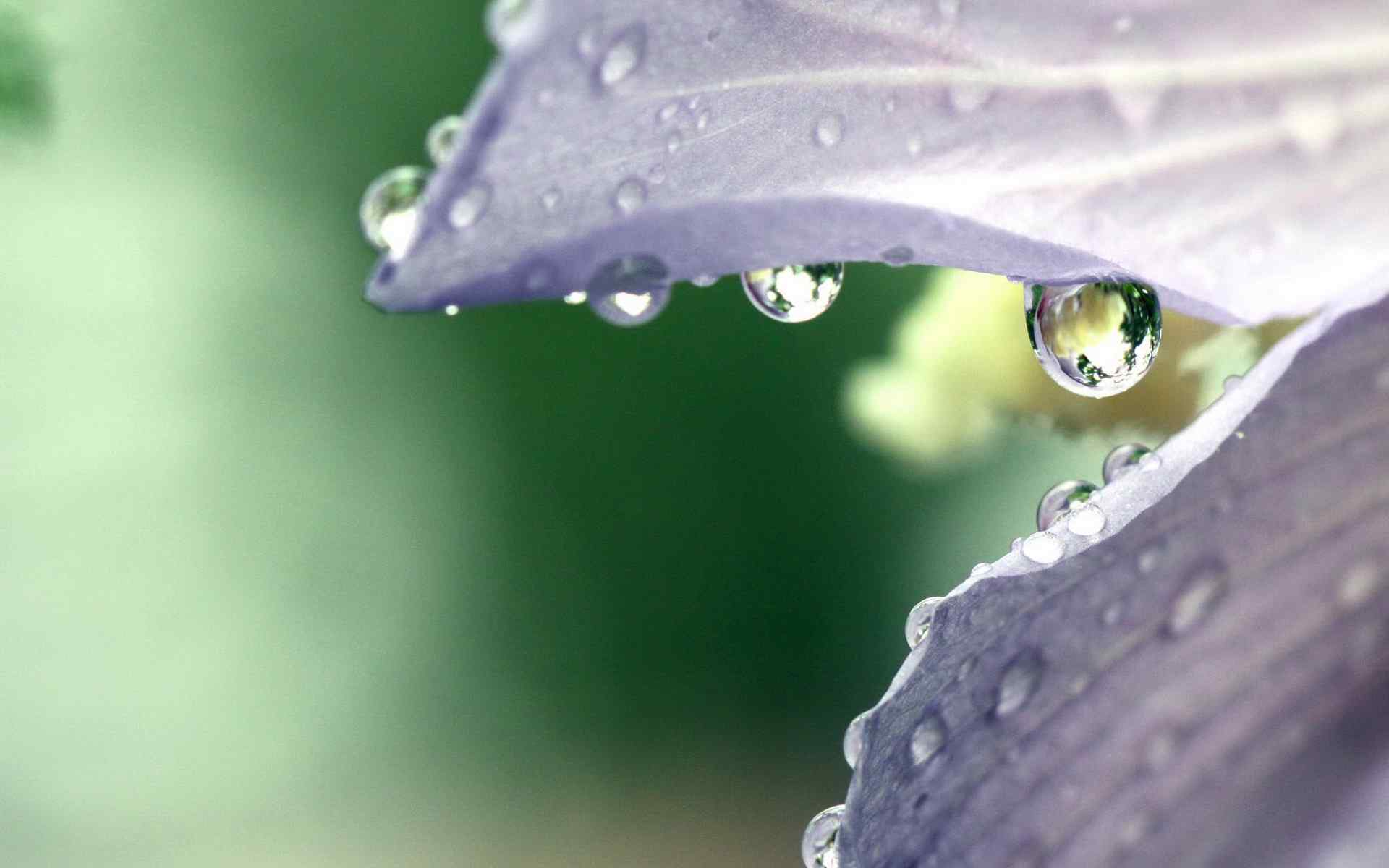 花香水珠特写壁纸