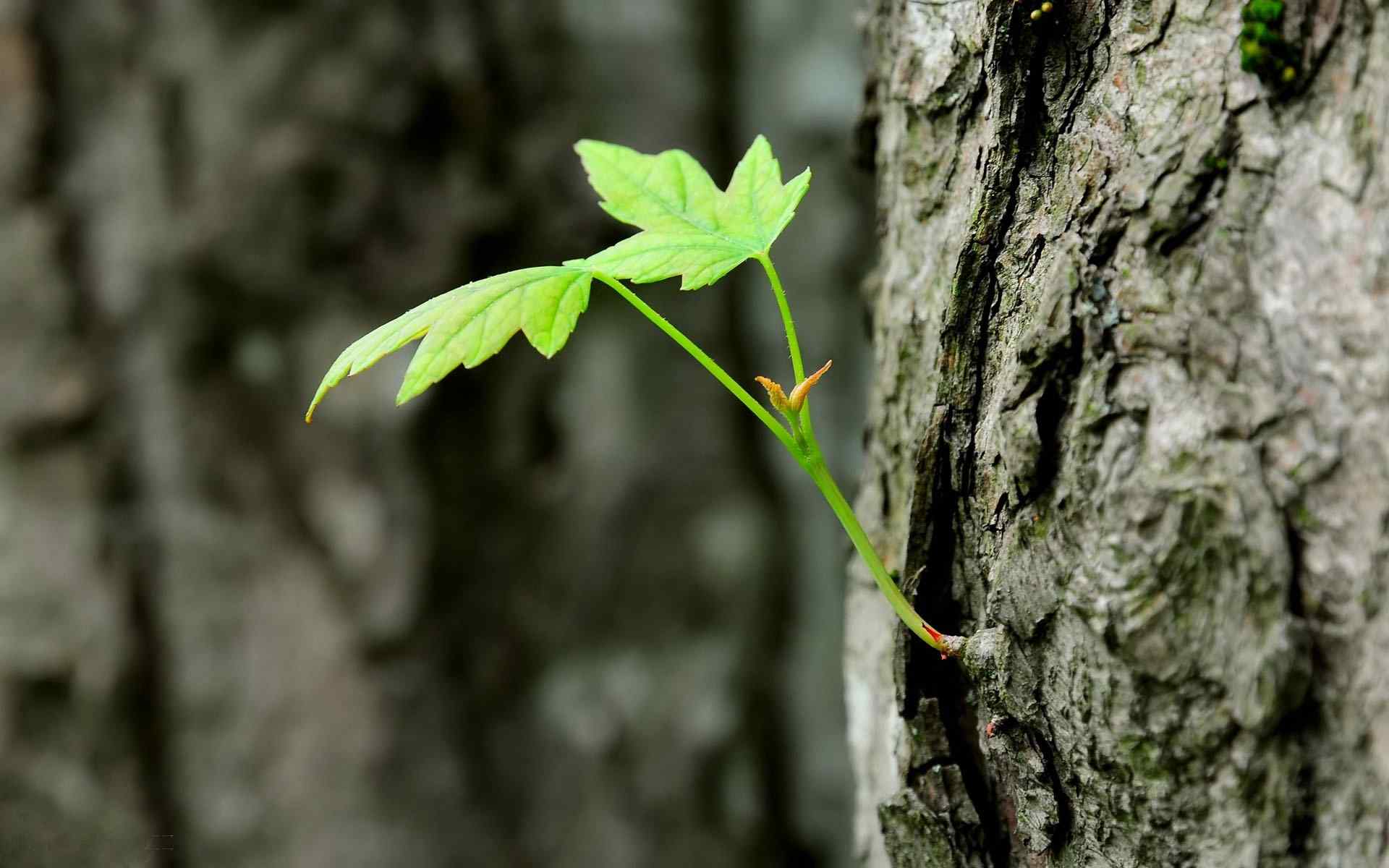 枝干嫩芽摄影壁纸