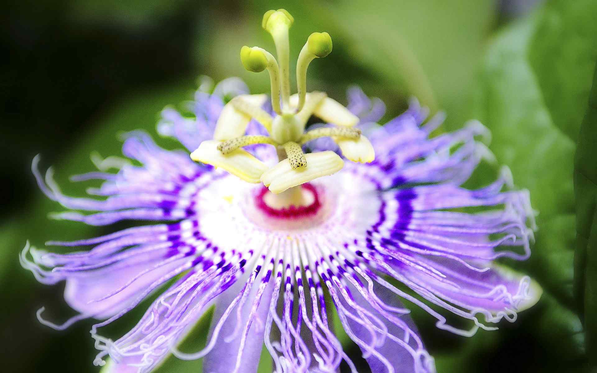 精美花蕊摄影壁纸