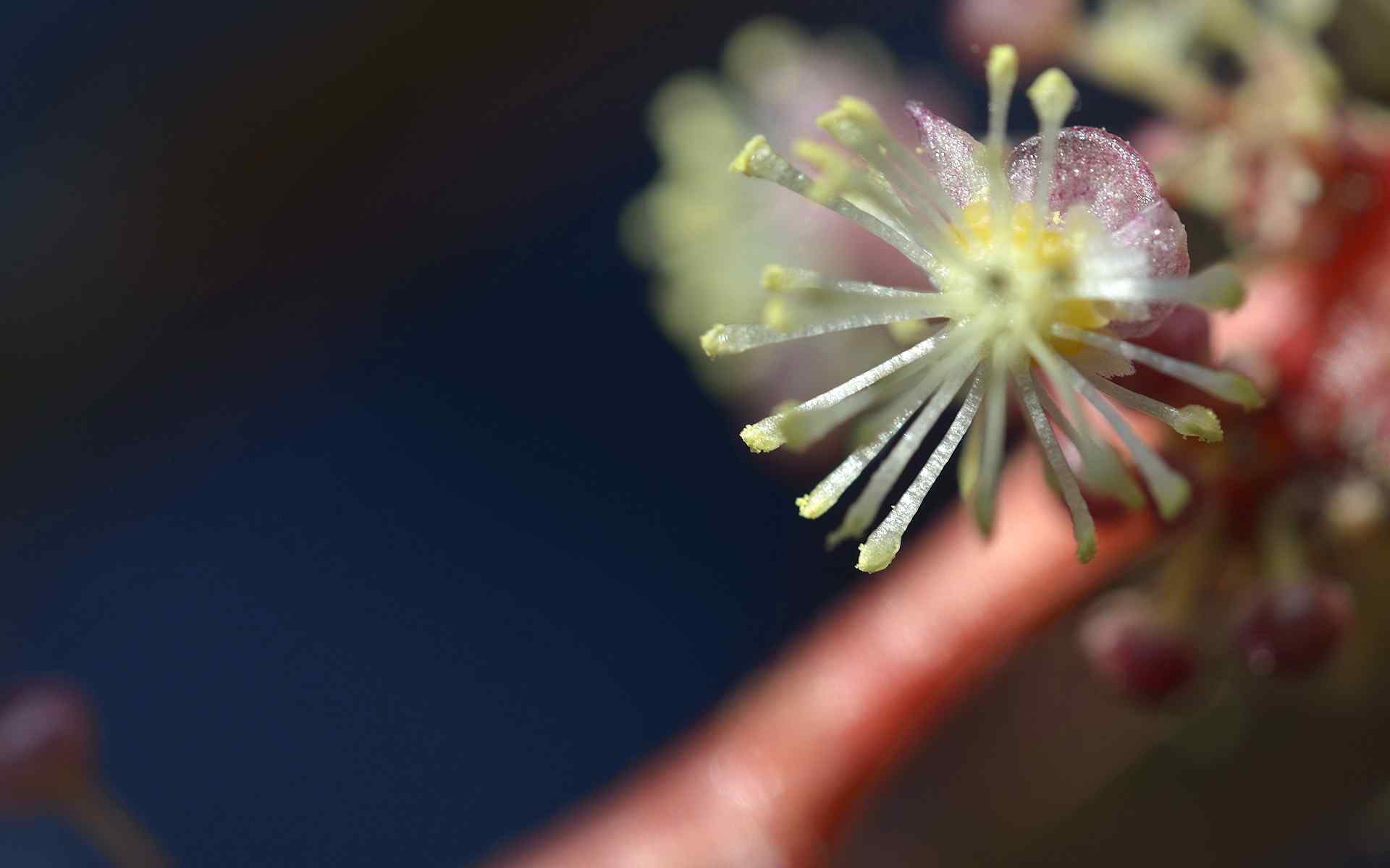 高清花蕊摄影壁纸