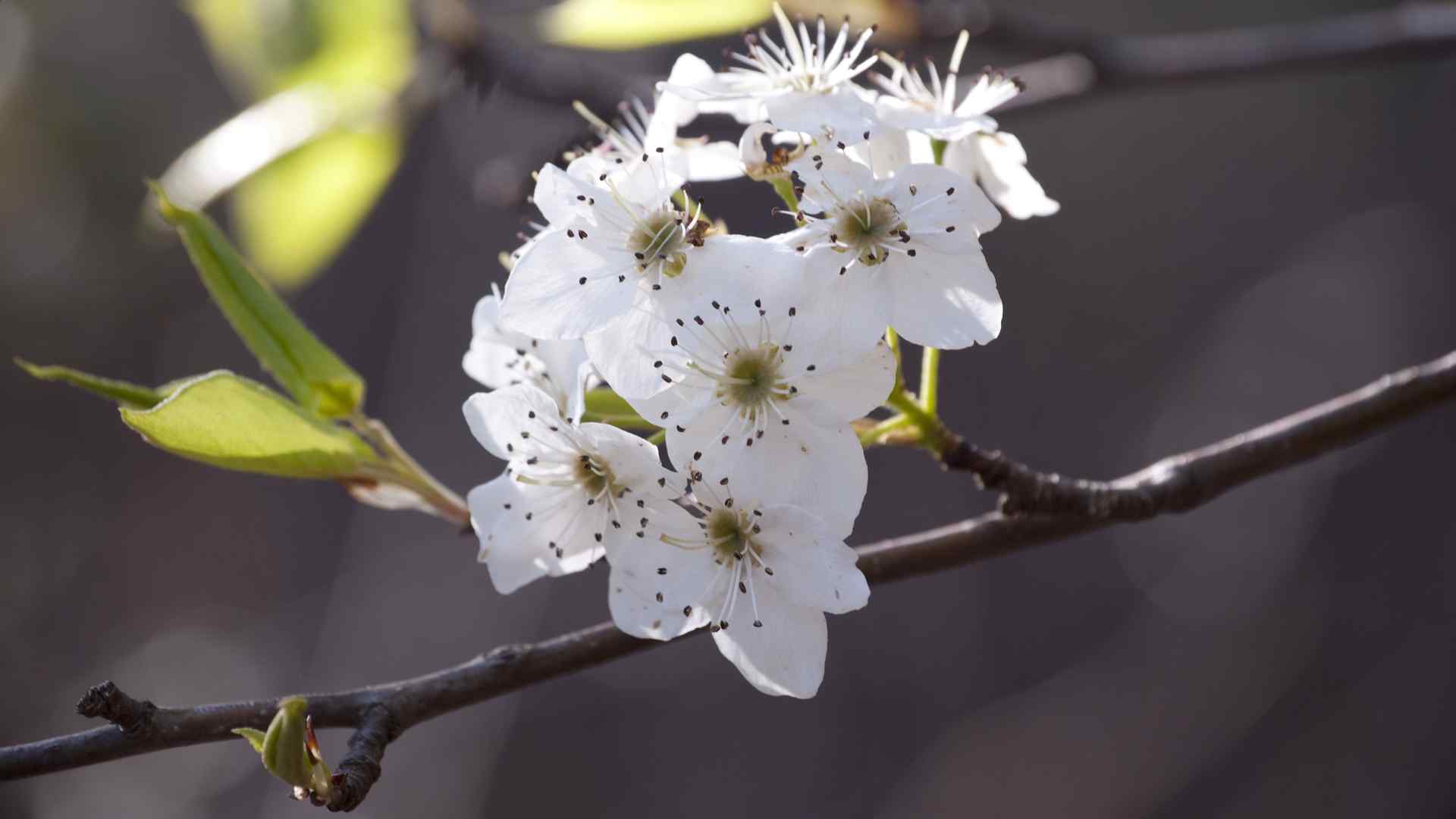 白色梨花摄影壁纸