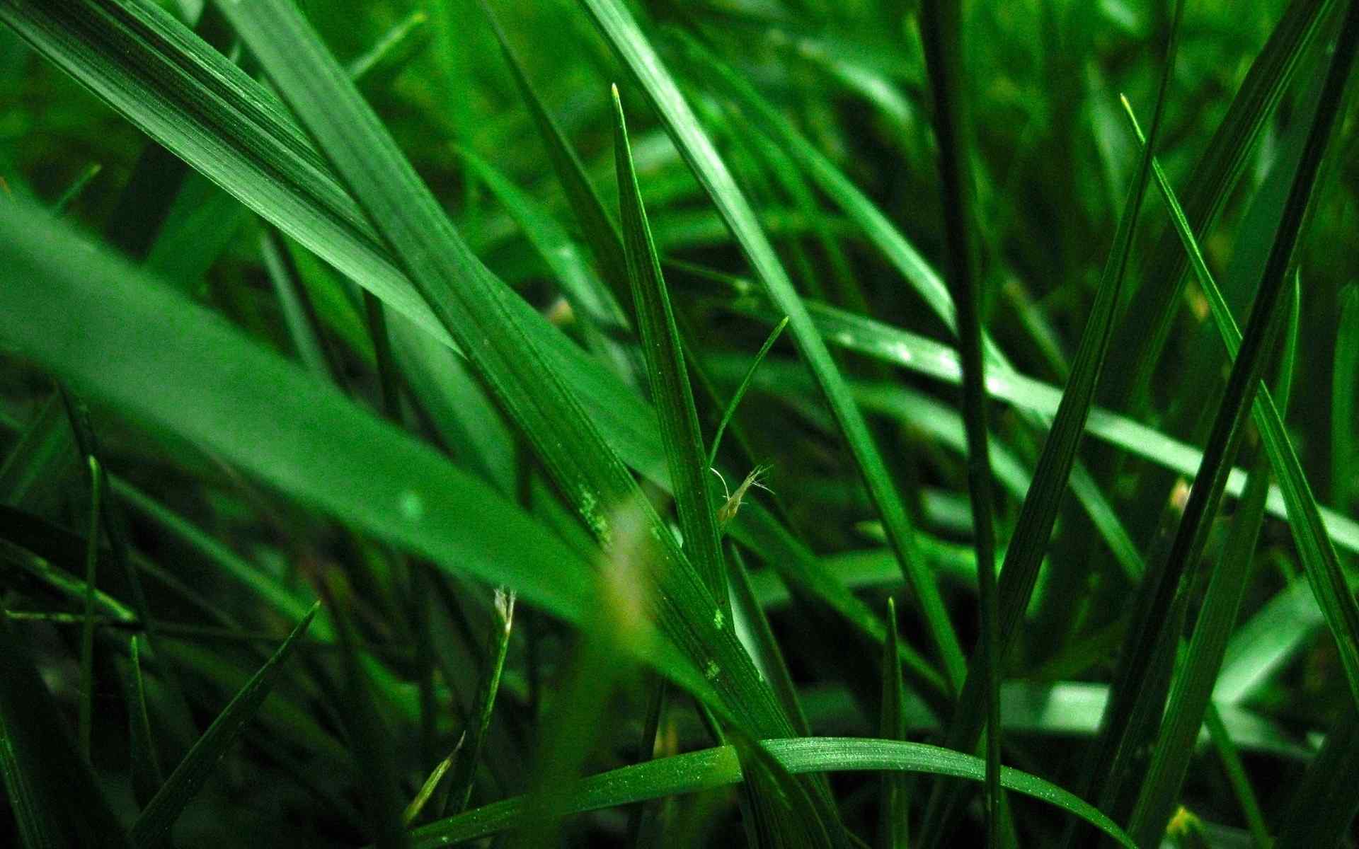 绿色植物摄影壁纸