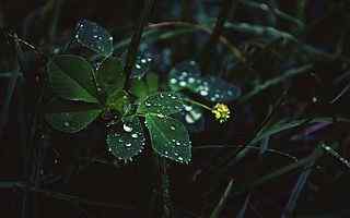 雨后绿叶摄影壁纸