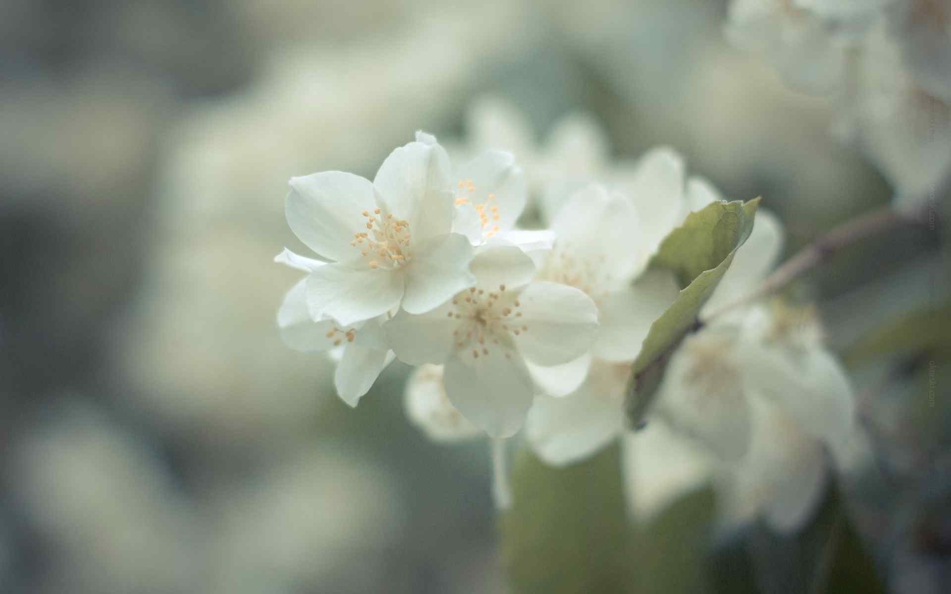 海棠花摄影壁纸