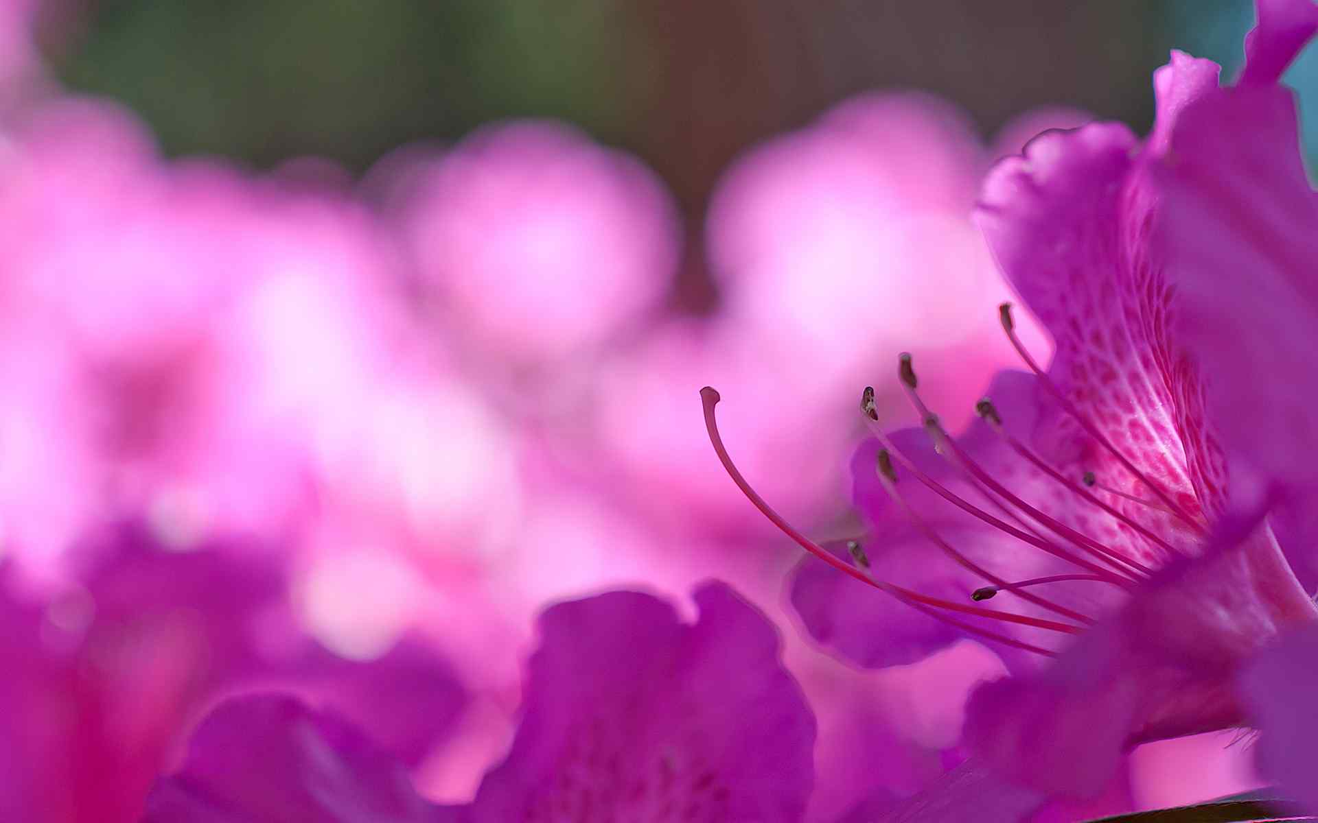 紫色花蕊摄影壁纸