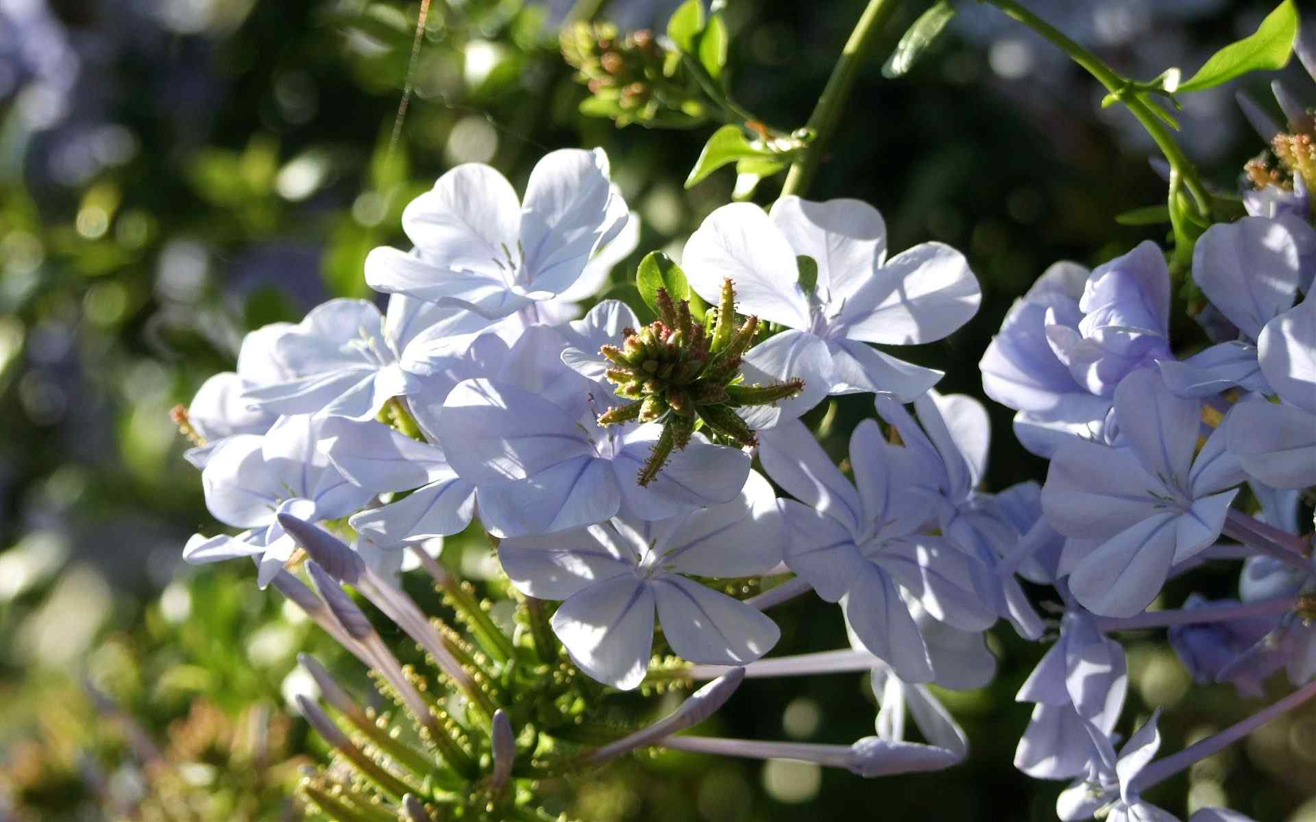 山茶花摄影壁纸