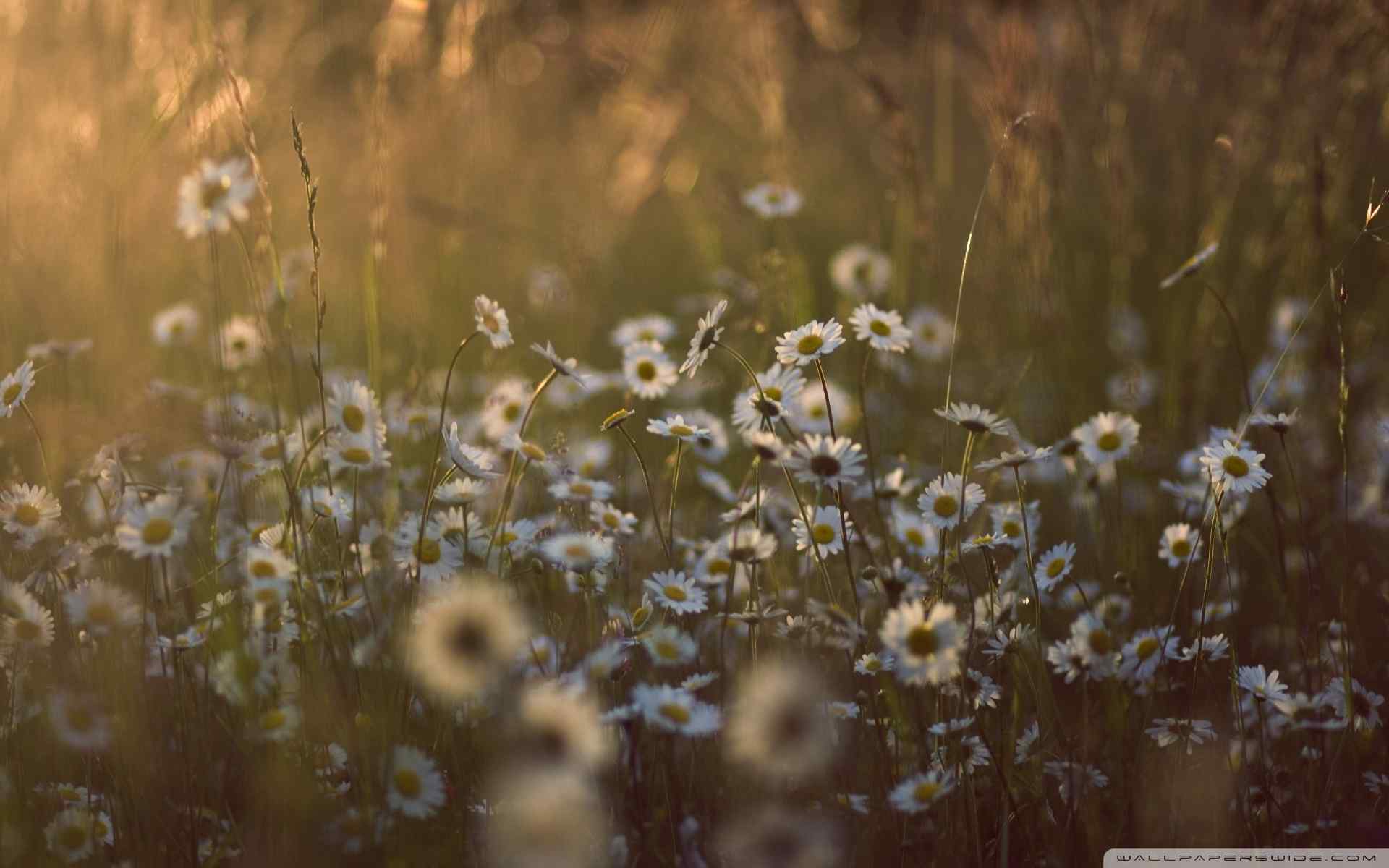 满山小雏菊摄影壁纸