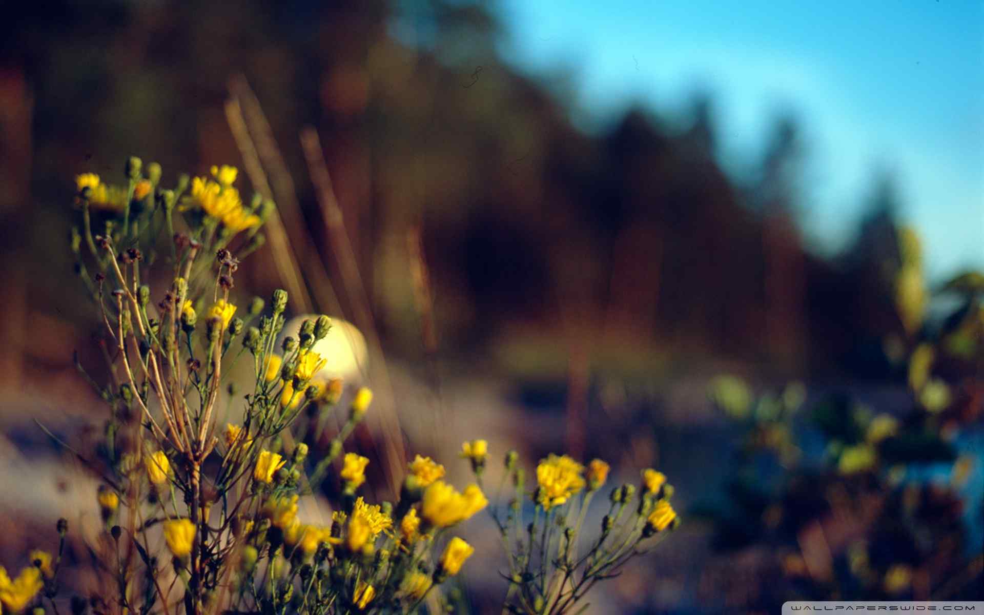 黄色菊花摄影壁纸