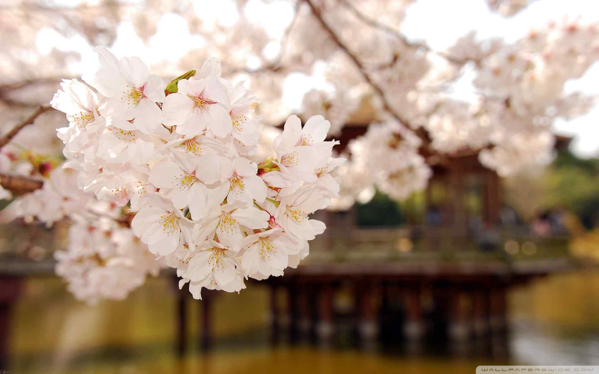 高清梨花摄影壁纸