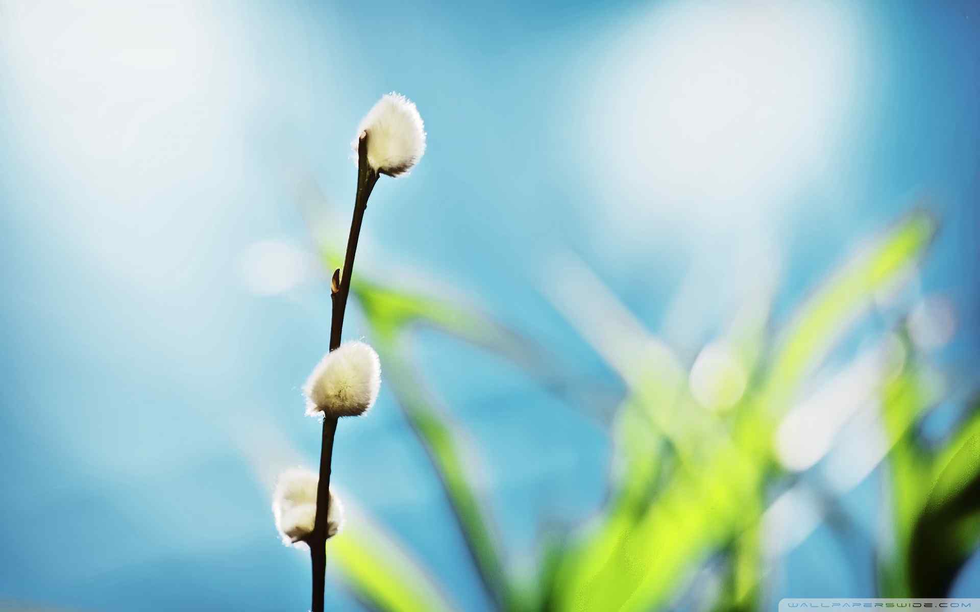 唯美朦胧植物壁纸