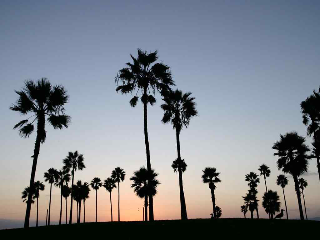 海滩晚霞壁纸-Venice Beach