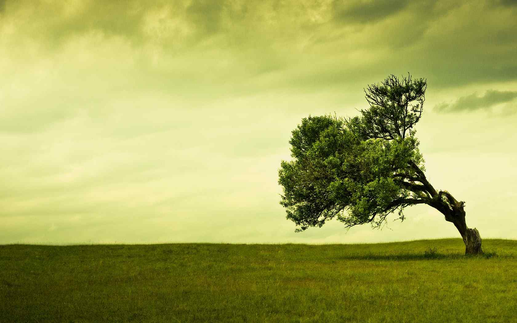 绿色草原风景壁纸