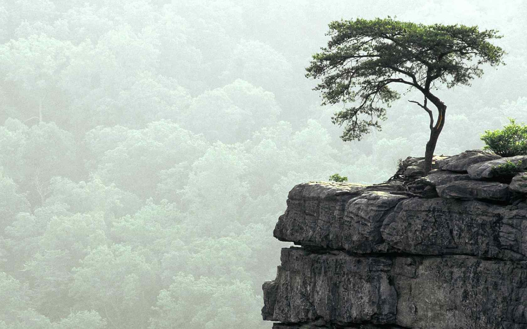 黄山松树桌面壁纸