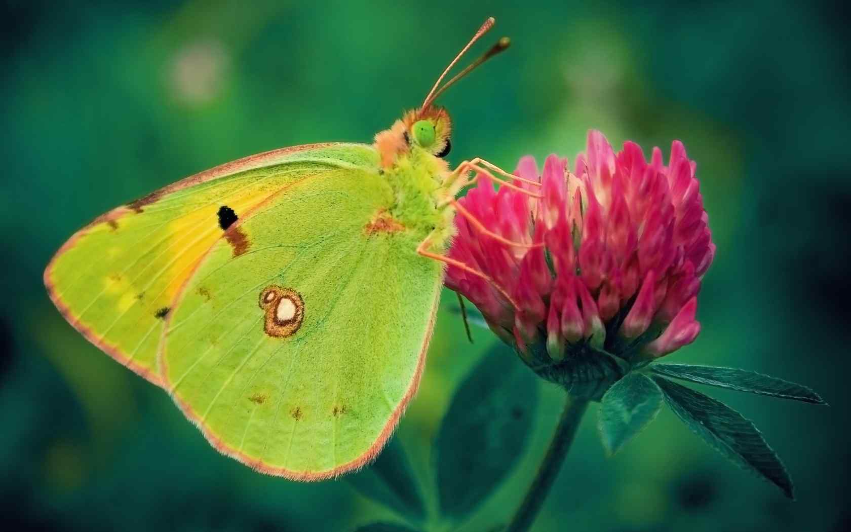 蝶恋花摄影壁纸