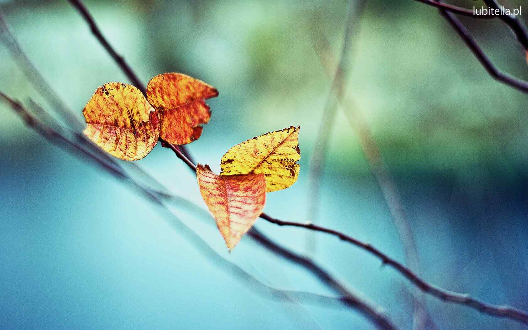 秋季剪影风景壁纸