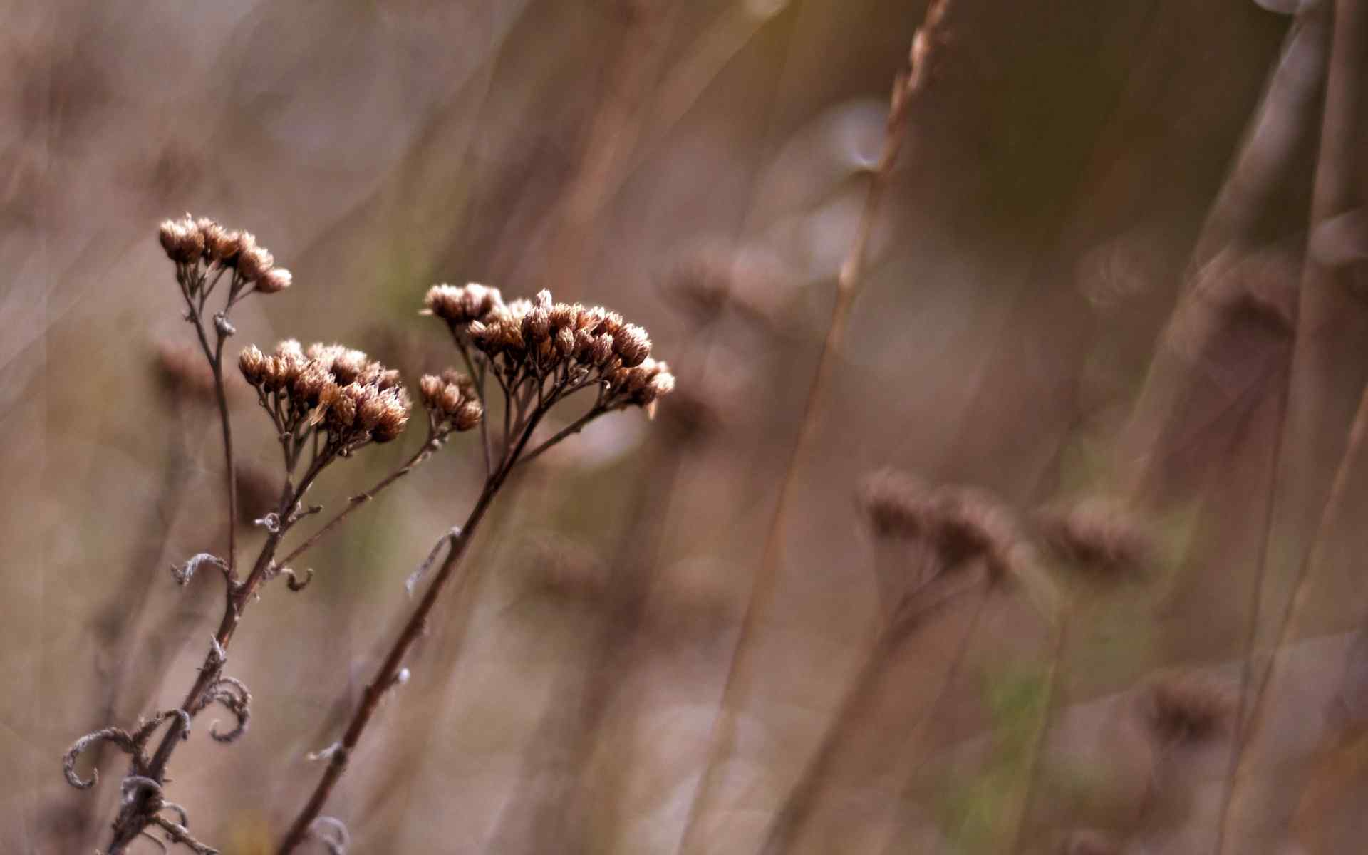 秋季淡雅风景壁纸