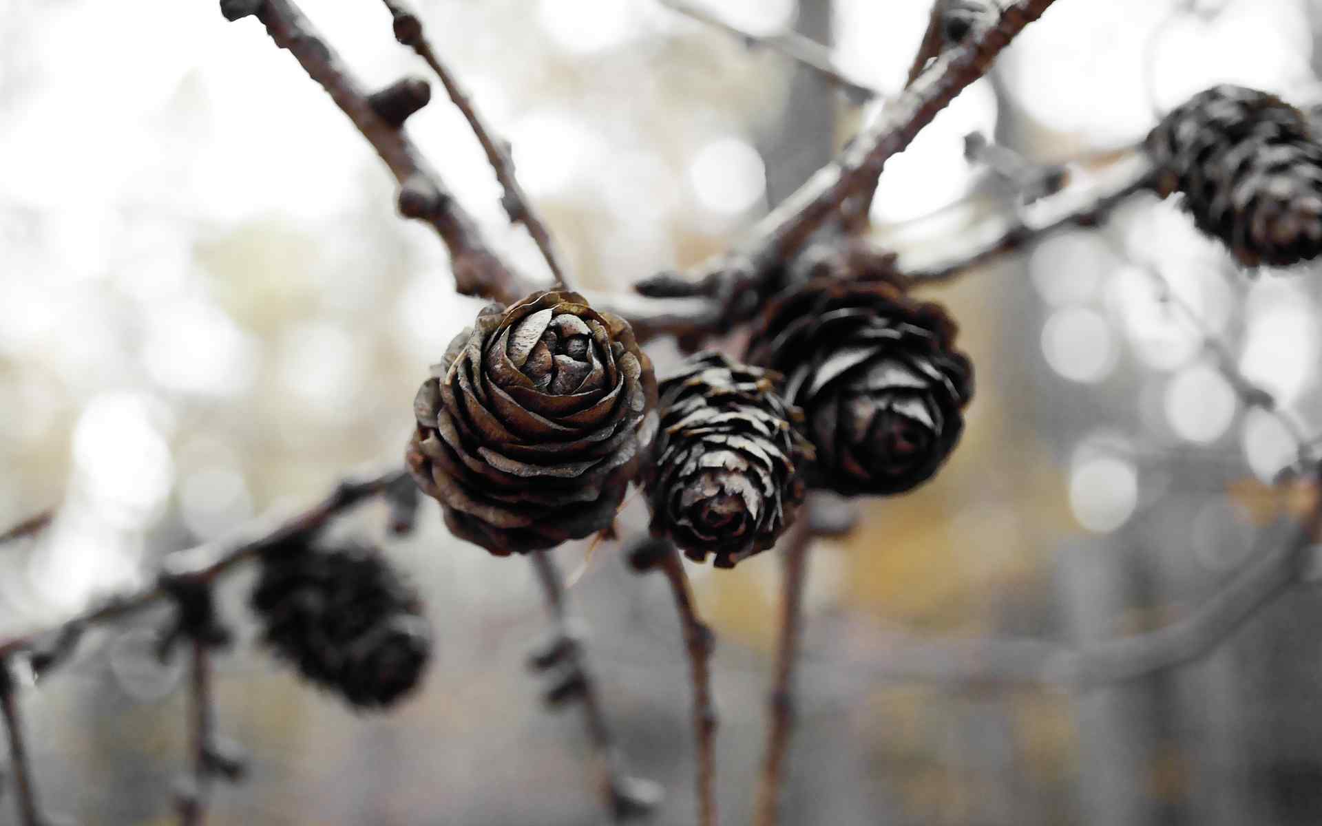 冬日萧条风景壁纸