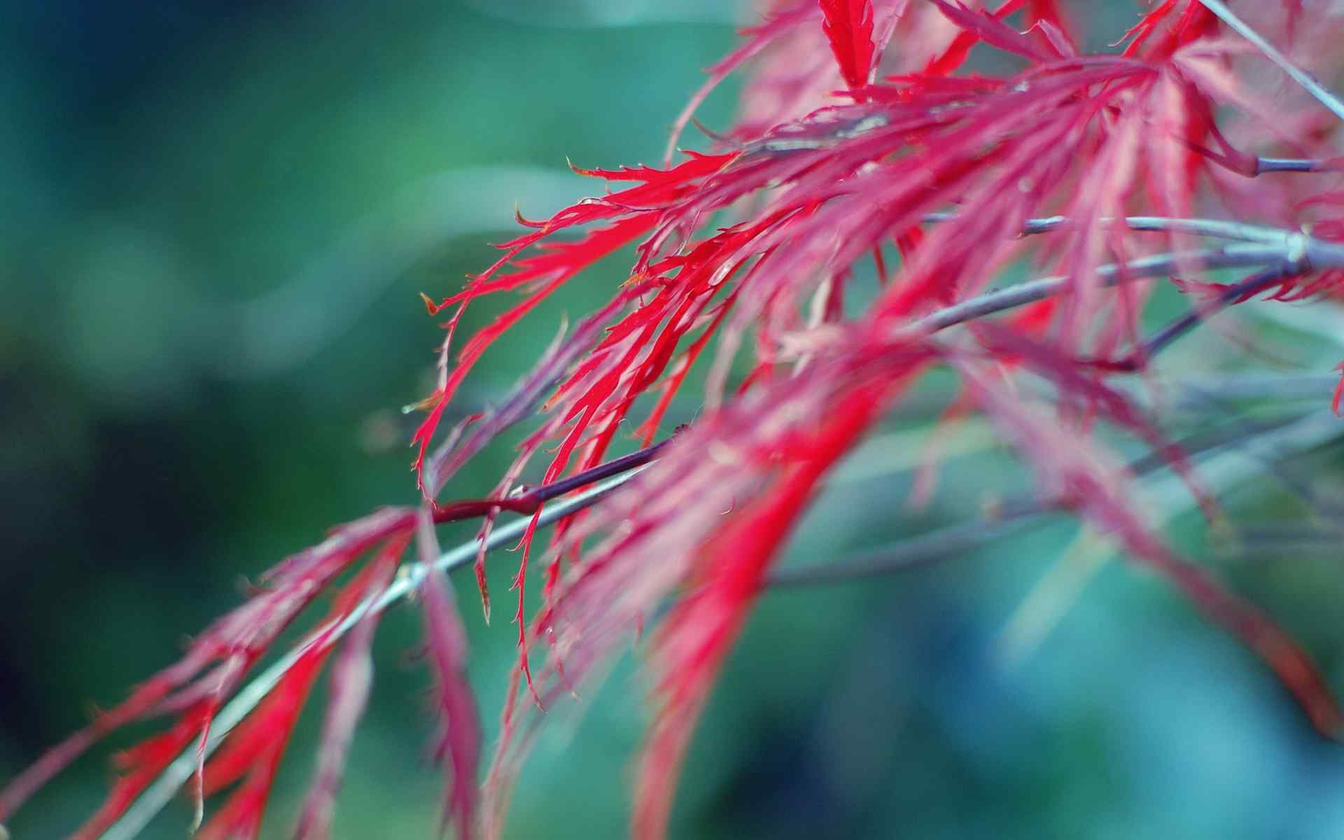 惬意风景壁纸