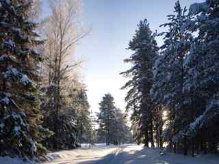 森林雪景壁纸