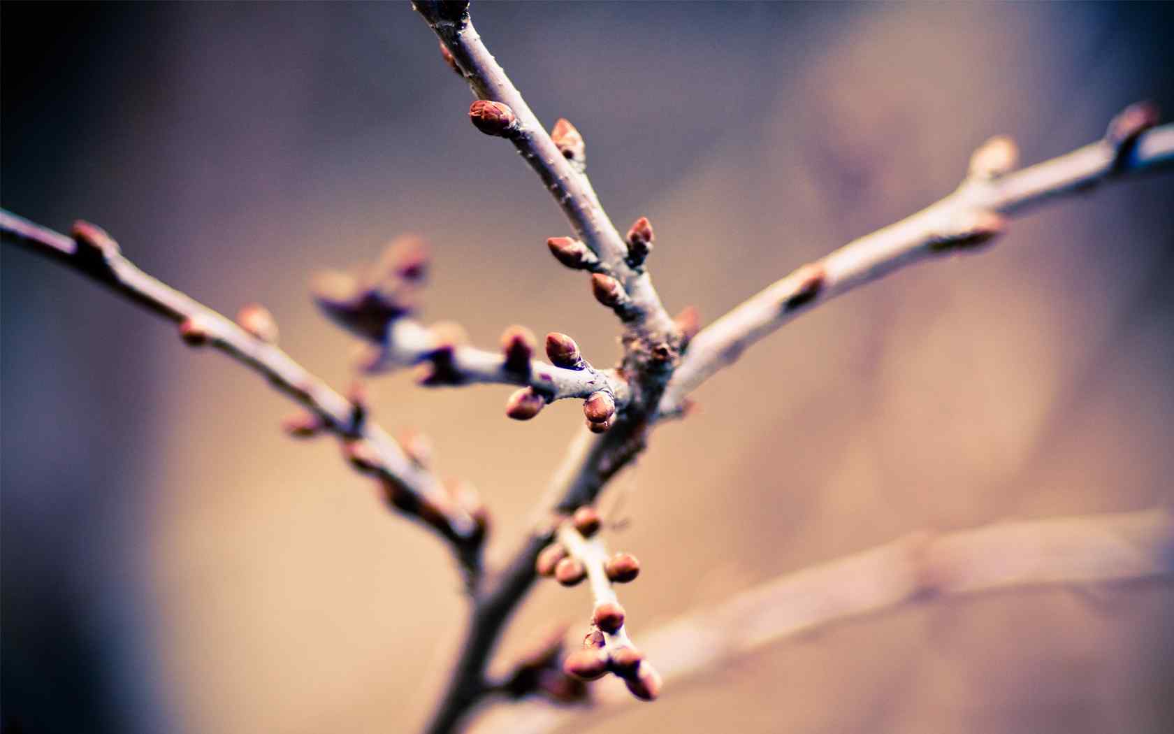 傲雪梅花风景壁纸