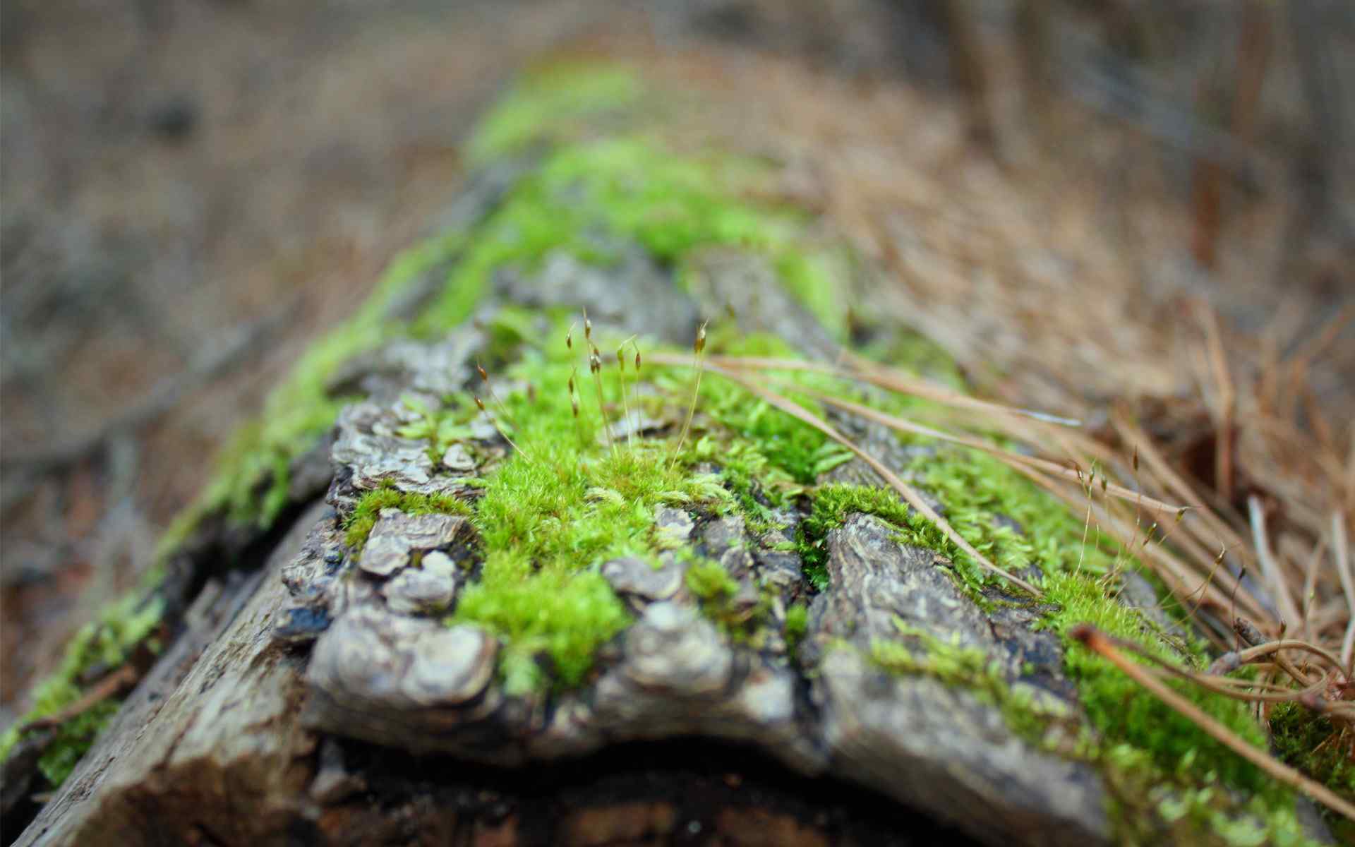 绿色苔藓风景壁纸